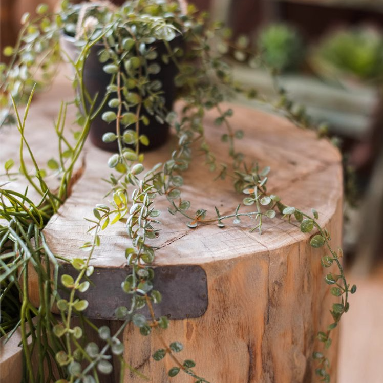 Hanging Faux Ceropegia Vine in a black pot, showcasing lush green leaves and a decorative rope for hanging.