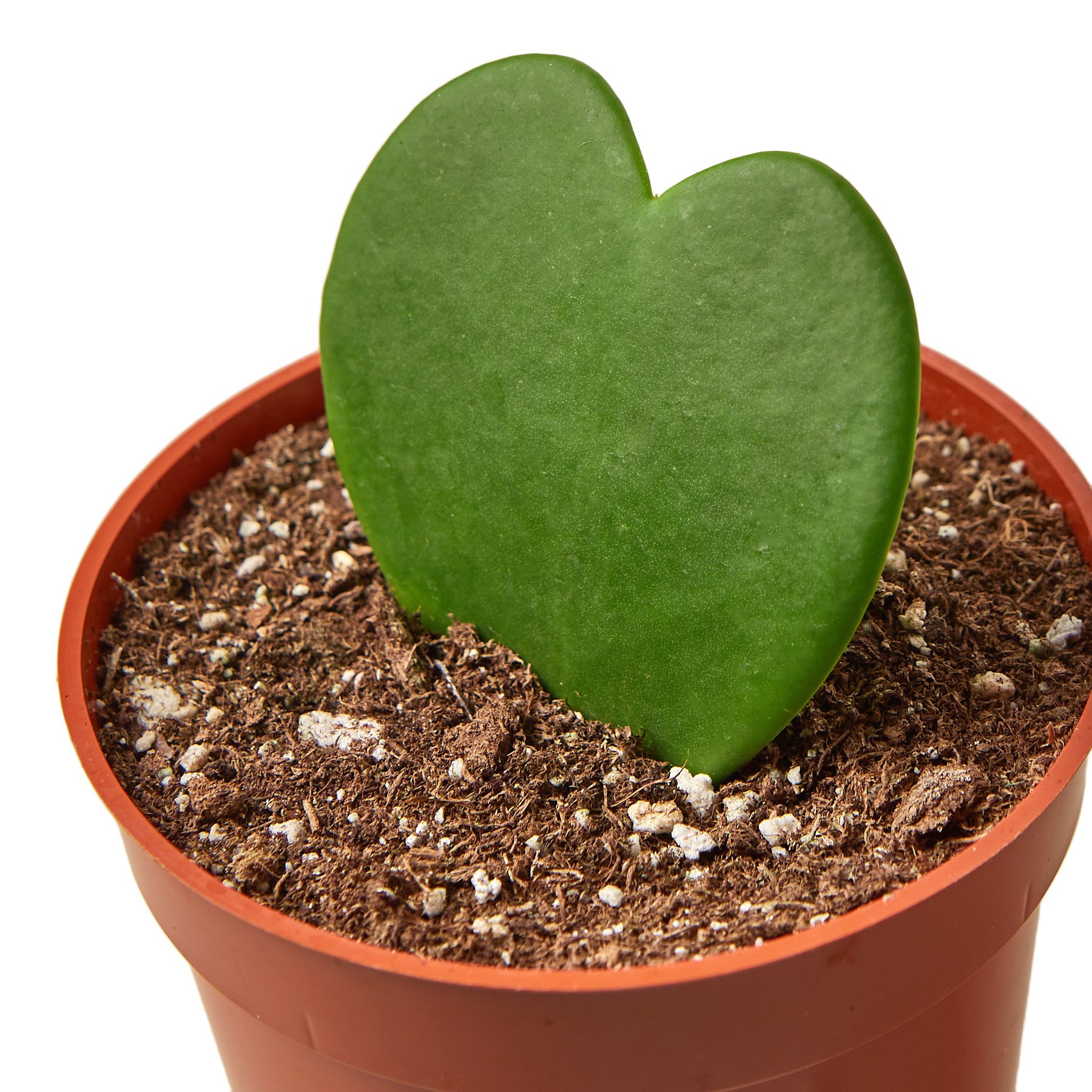 Hoya Sweetheart plant featuring heart-shaped, variegated leaves with yellow splashes, ideal for indoor decoration.