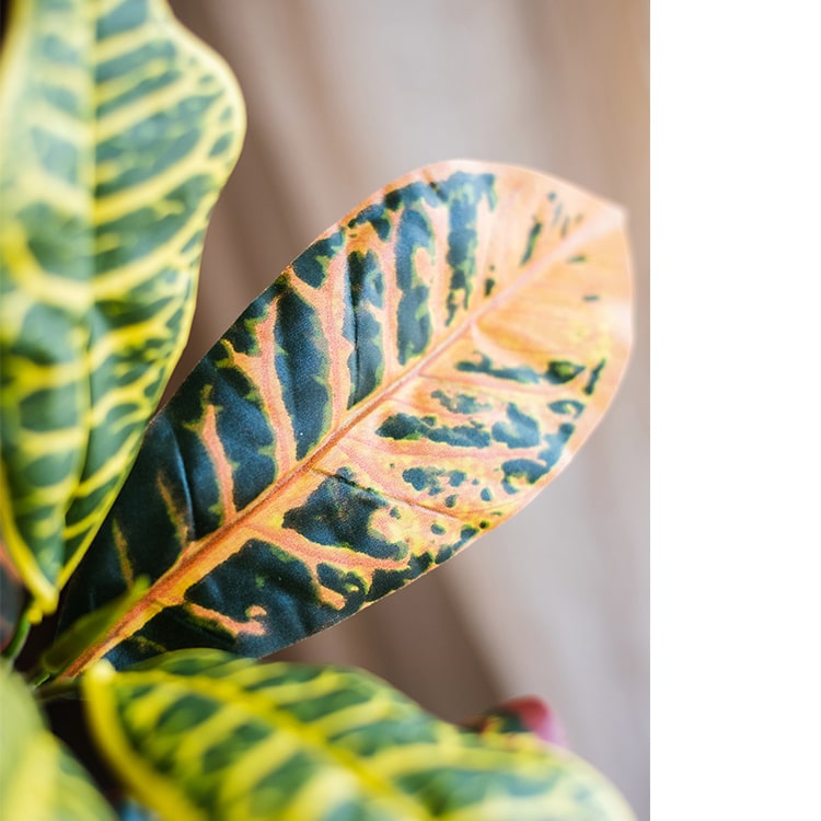 Large Leaf Artificial Croton Tree in Pot with vibrant green, yellow, and brown leaves, showcasing realistic details and a sturdy base.