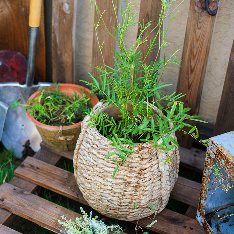 Large Rope Basket Cement Planter with realistic braided rope texture, perfect for indoor and outdoor plants.