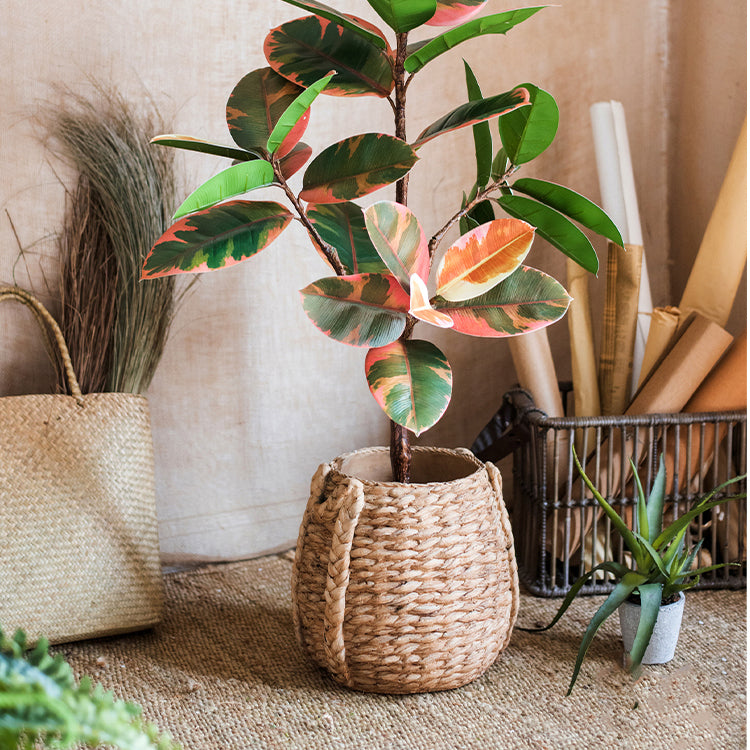 Large Rope Basket Cement Planter with realistic braided rope texture, perfect for indoor and outdoor plants.