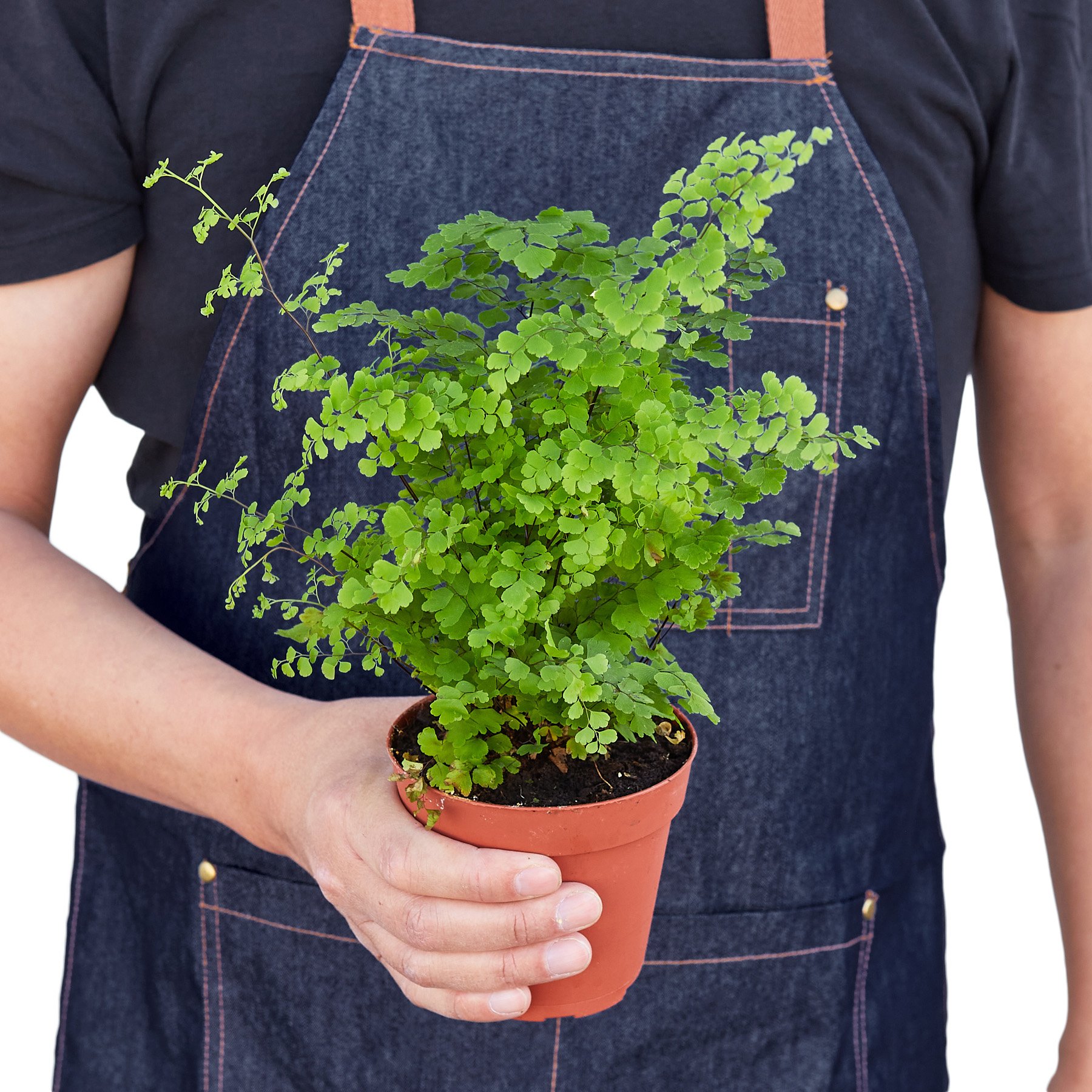 A lush Maidenhair Fern with delicate, fan-shaped leaves, showcasing its vibrant green color and soft texture.