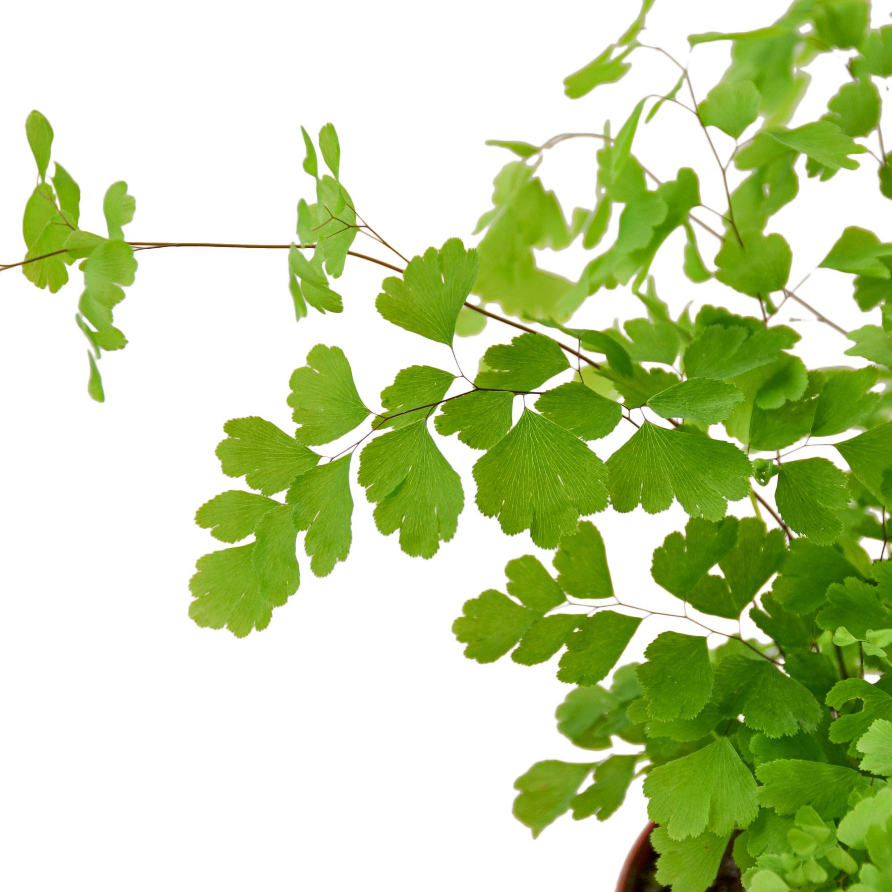 A lush Maidenhair Fern with delicate, fan-shaped leaves, showcasing its vibrant green color and soft texture.