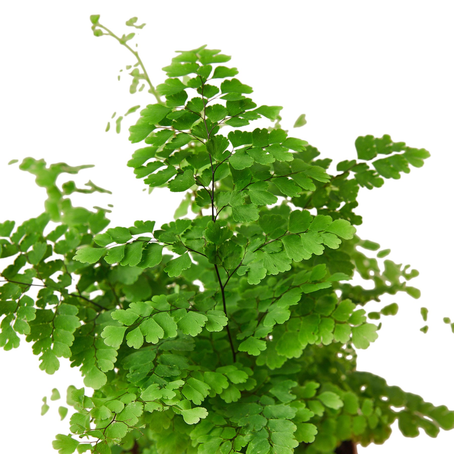 A lush Maidenhair Fern with delicate, fan-shaped leaves, showcasing its vibrant green color and soft texture.