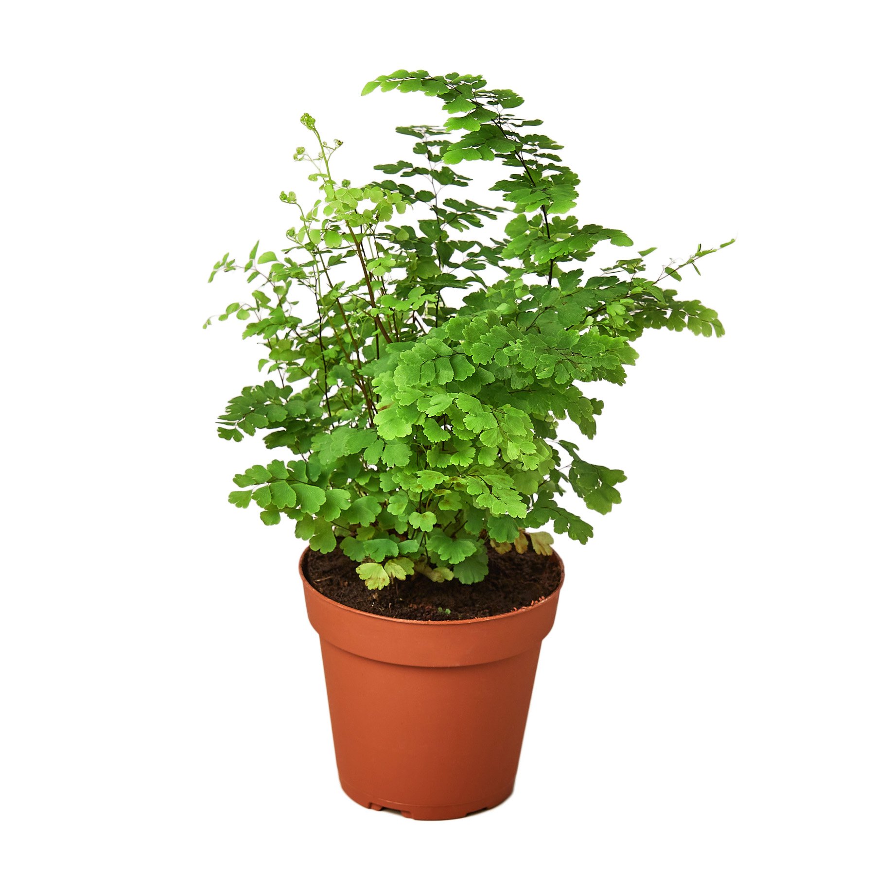 A lush Maidenhair Fern with delicate, fan-shaped leaves, showcasing its vibrant green color and soft texture.