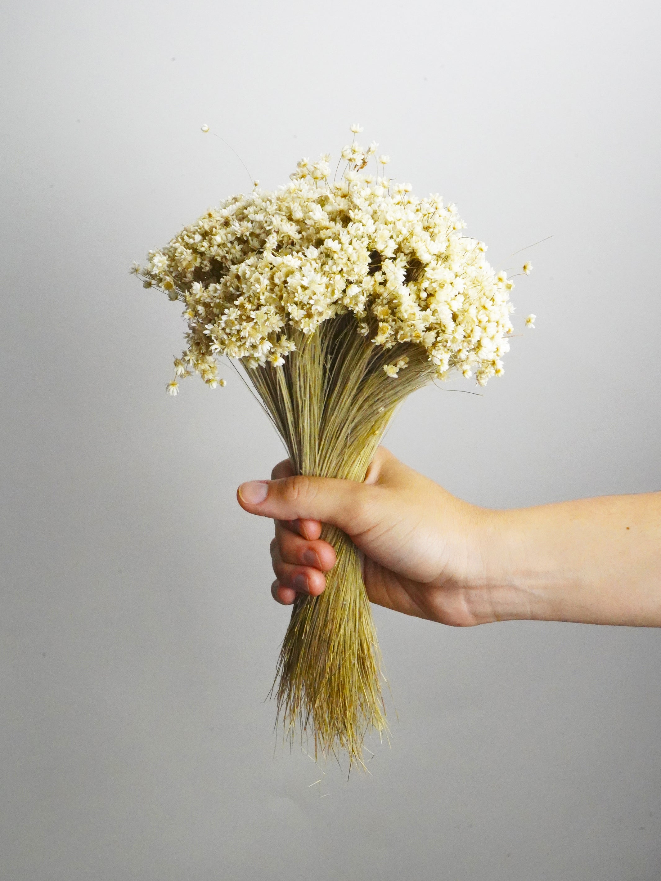 Marcela Seca preserved flowers in natural white color, elegantly displayed in a decorative arrangement.