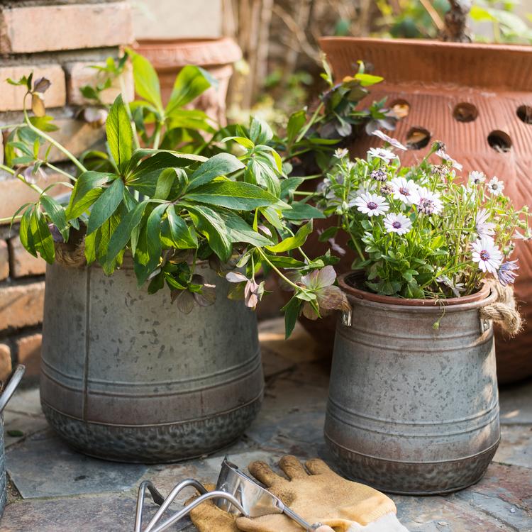 Metal flower pail with rope handles in gray and rusty colors, perfect for decorative floral arrangements.