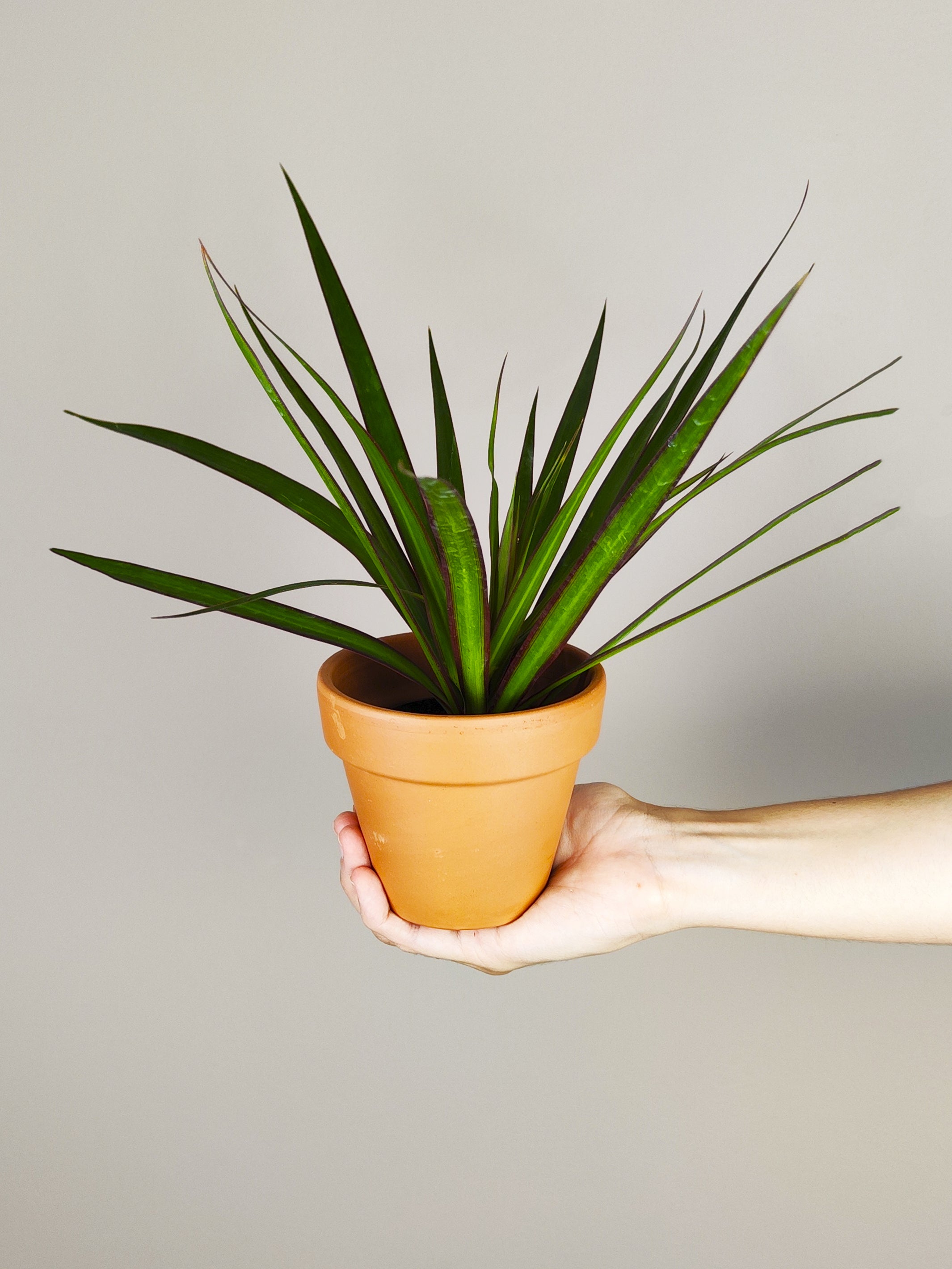 Mini Dracaena Marginata Magenta plant with vibrant red-tipped leaves in a nursery pot, showcasing its tropical elegance.