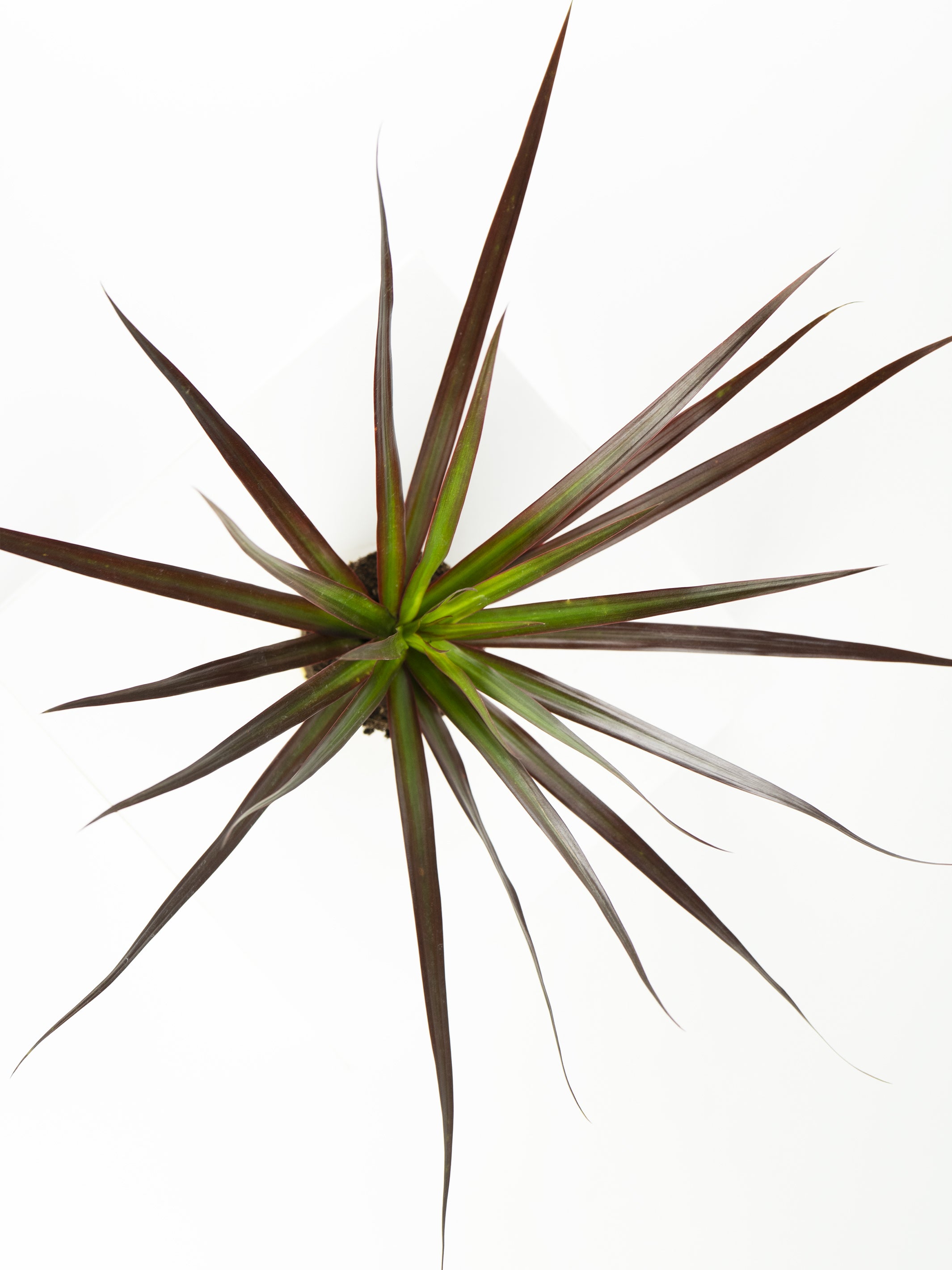 Mini Dracaena Marginata Magenta plant with vibrant red-tipped leaves in a nursery pot, showcasing its tropical elegance.