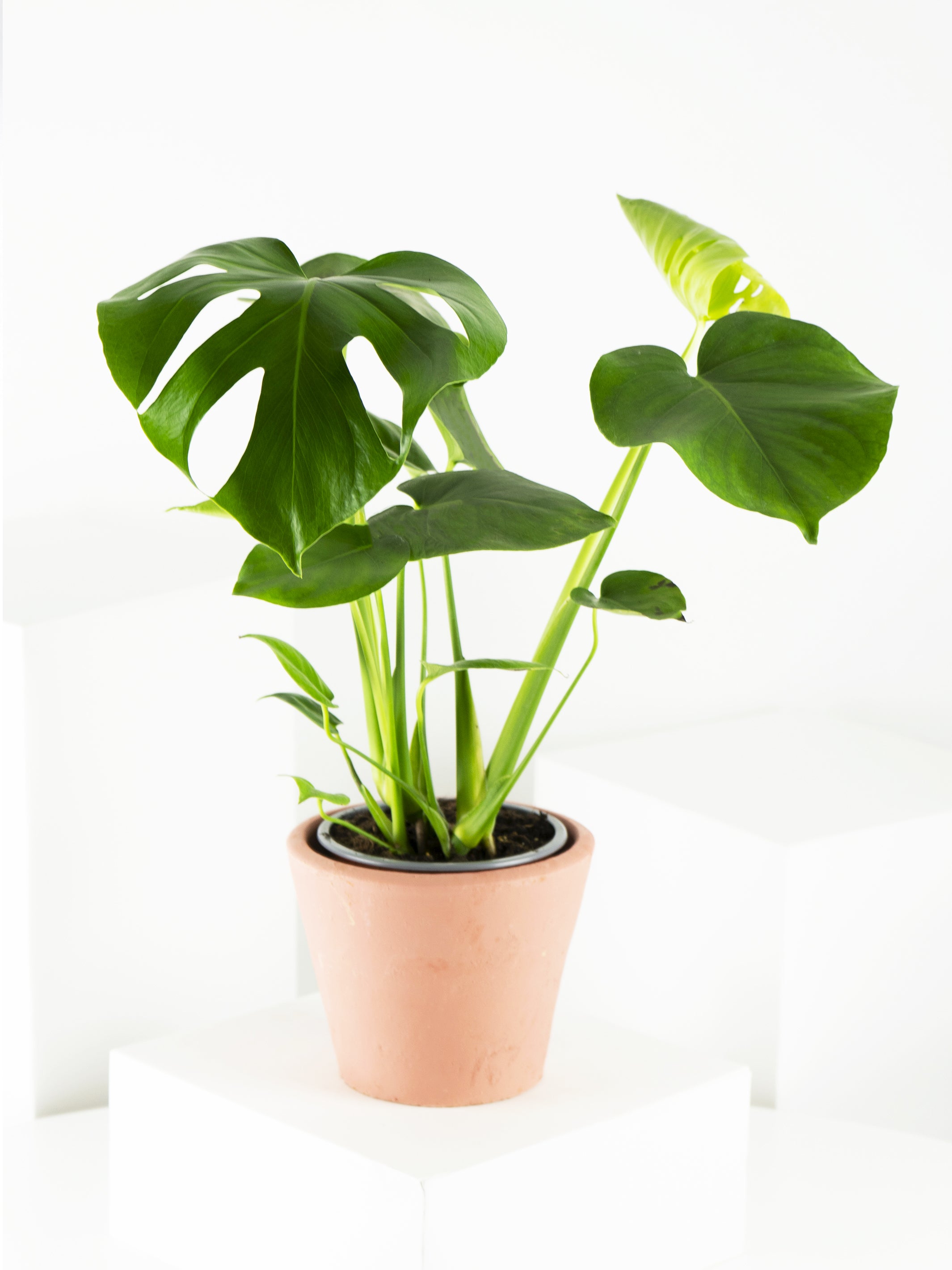 Monstera Deliciosa con hojas grandes y agujereadas en una maceta decorativa, mostrando su belleza única.