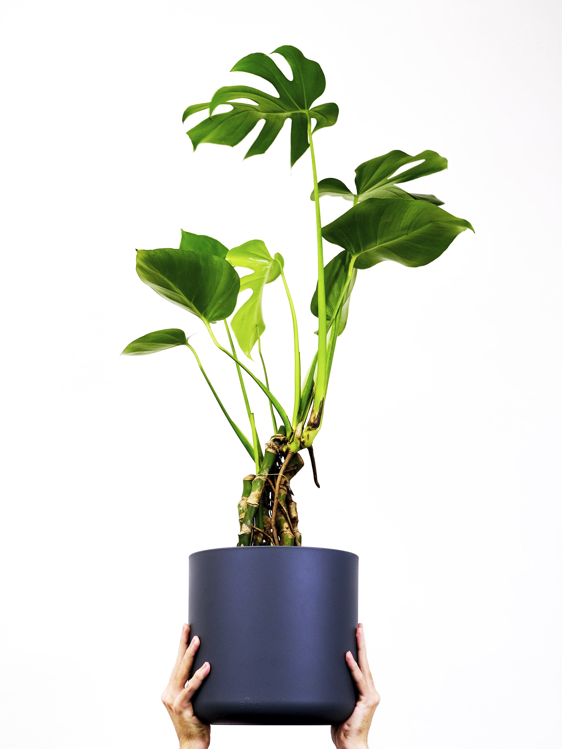 Monstera Deliciosa con hojas grandes y agujereadas en una maceta decorativa, mostrando su belleza única.