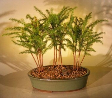 Miniature bonsai forest in pot.