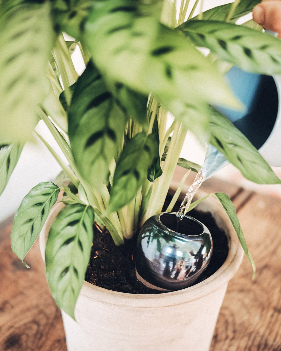 Olla de Auto Riego Celeste de terracota, ideal para el riego eficiente de plantas, enterrada en una maceta con plantas verdes alrededor.