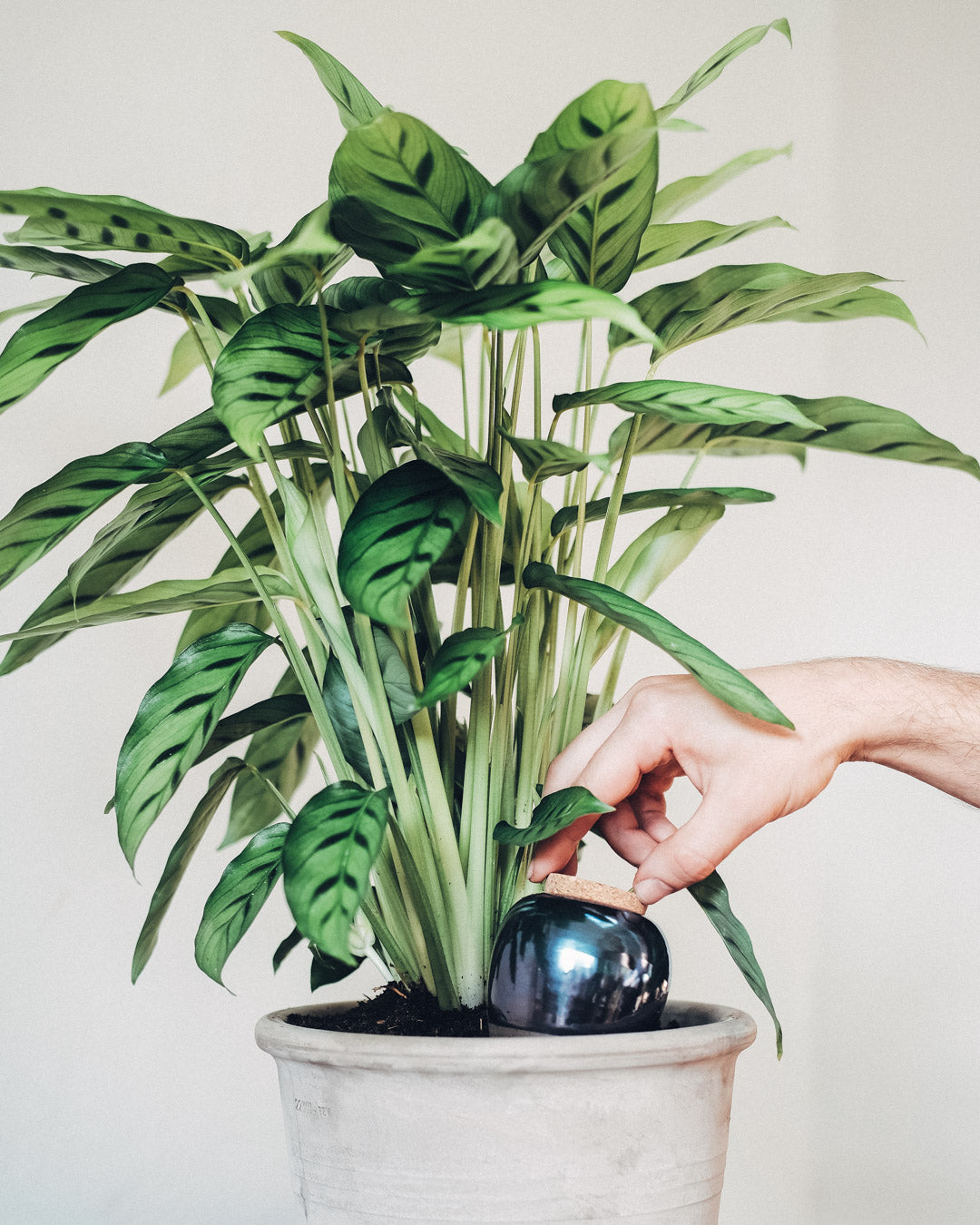 Olla de Auto Riego Terracota, un recipiente poroso ideal para el riego eficiente de plantas, enterrado en una maceta con agua.