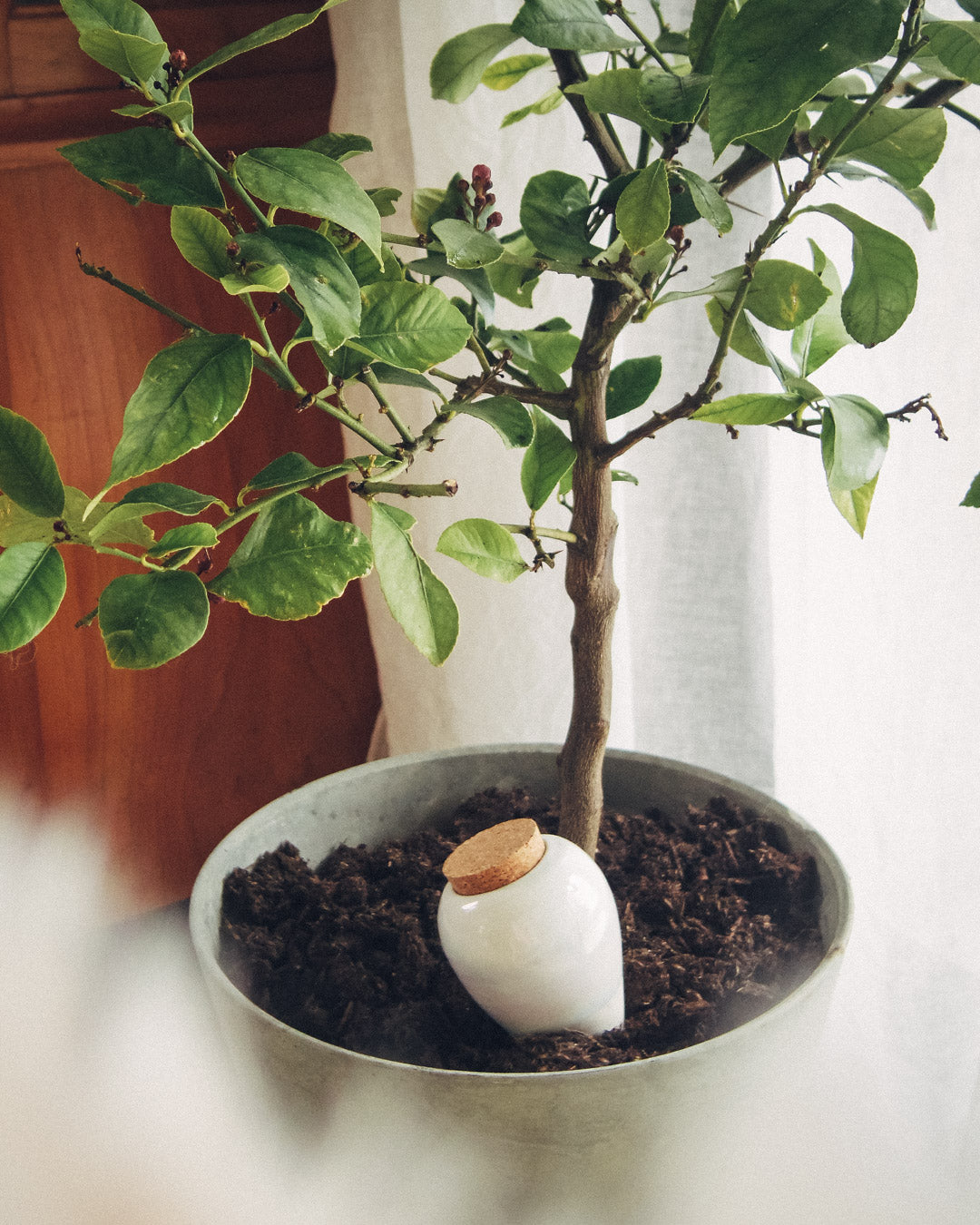 Olla de Auto Riego Terracota, un recipiente poroso ideal para el riego eficiente de plantas, enterrado en una maceta con agua.