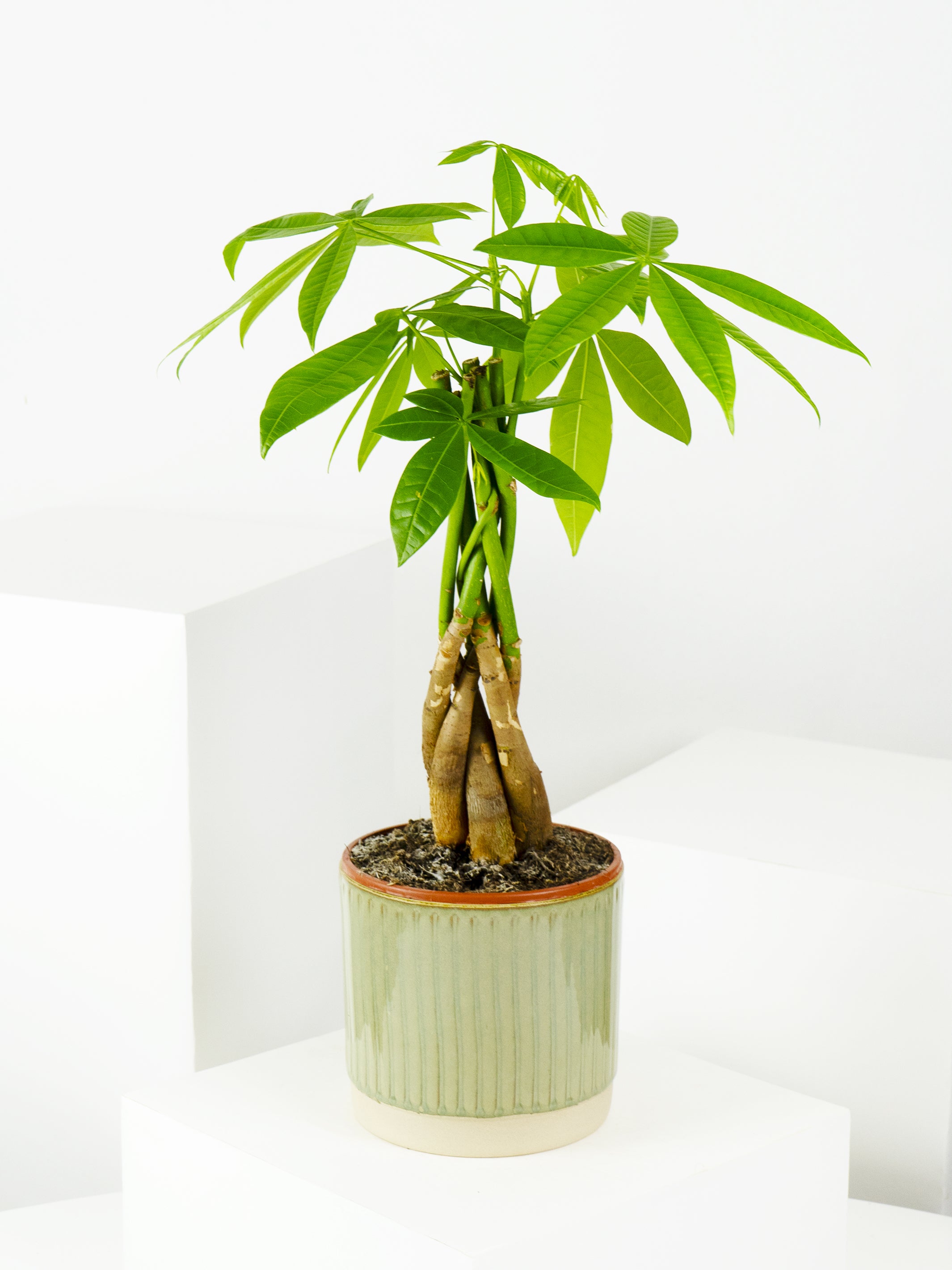 Pachira Aquatica, planta de interior con follaje verde intenso y tronco trenzado, en una maceta decorativa.