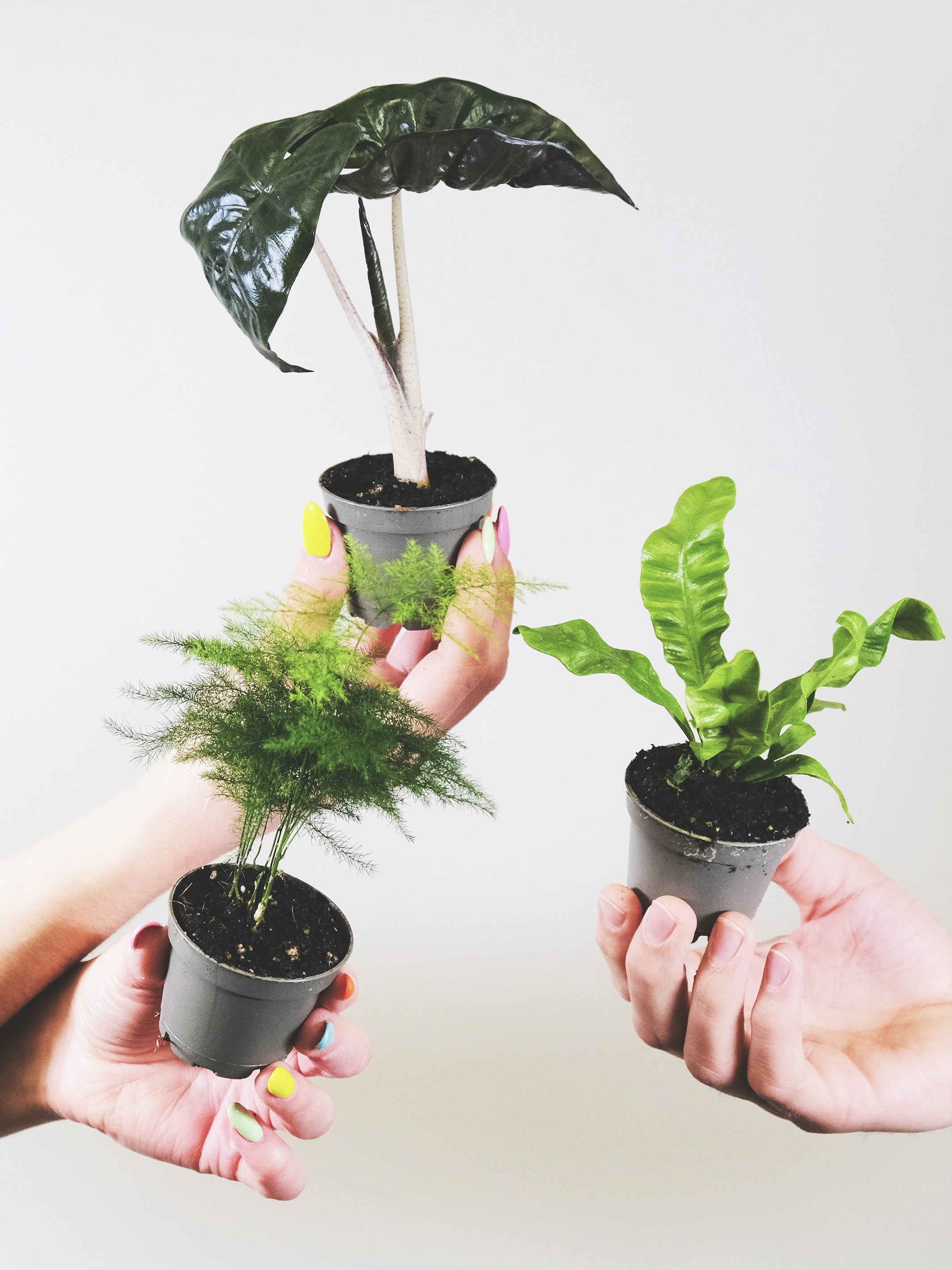 Pack de Mini Plantas con macetas del vivero y ficha de cuidados, ideal para decoración y regalo.