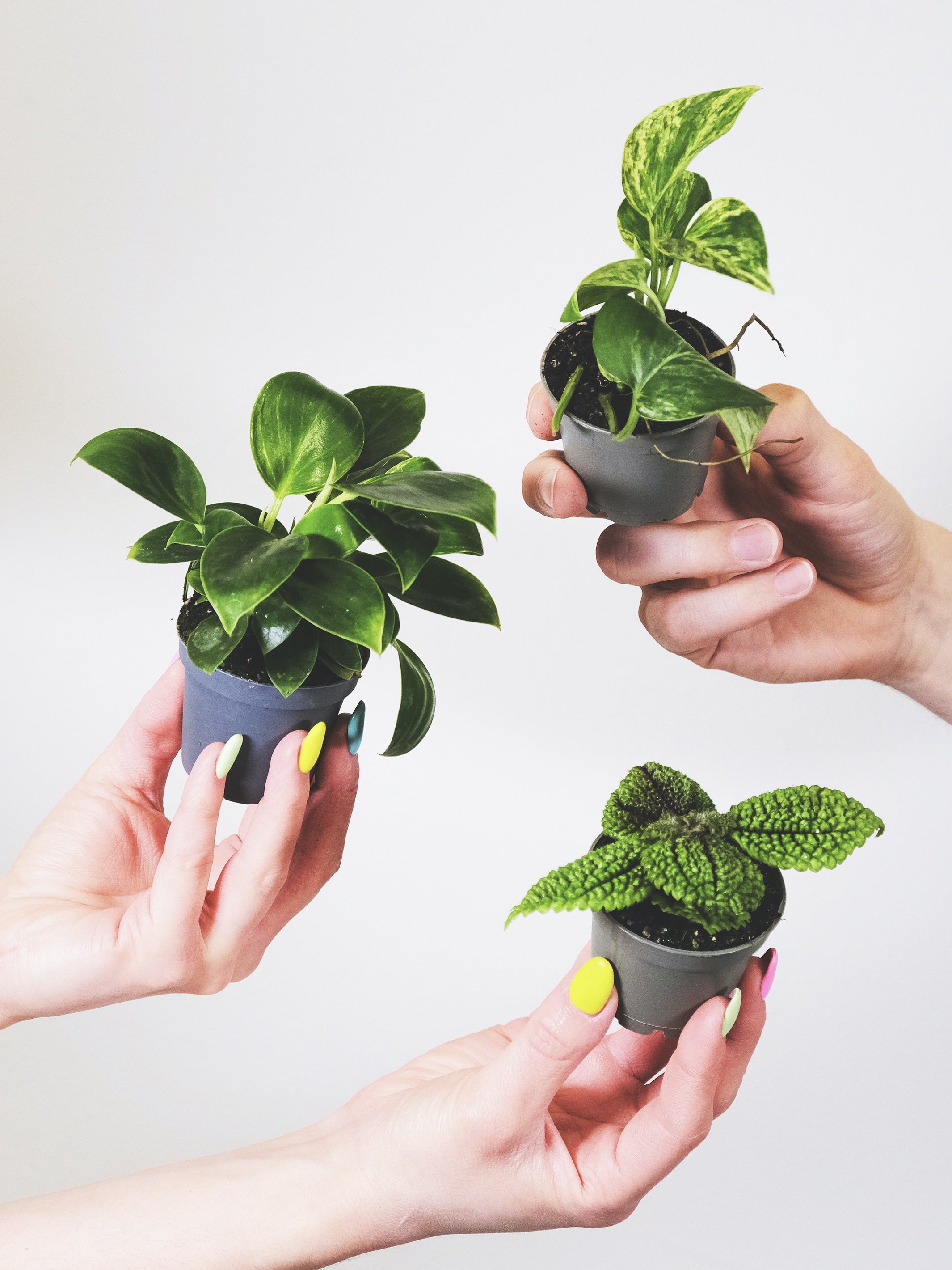 Pack de Mini Plantas con macetas del vivero y ficha de cuidados, ideal para decoración y regalo.