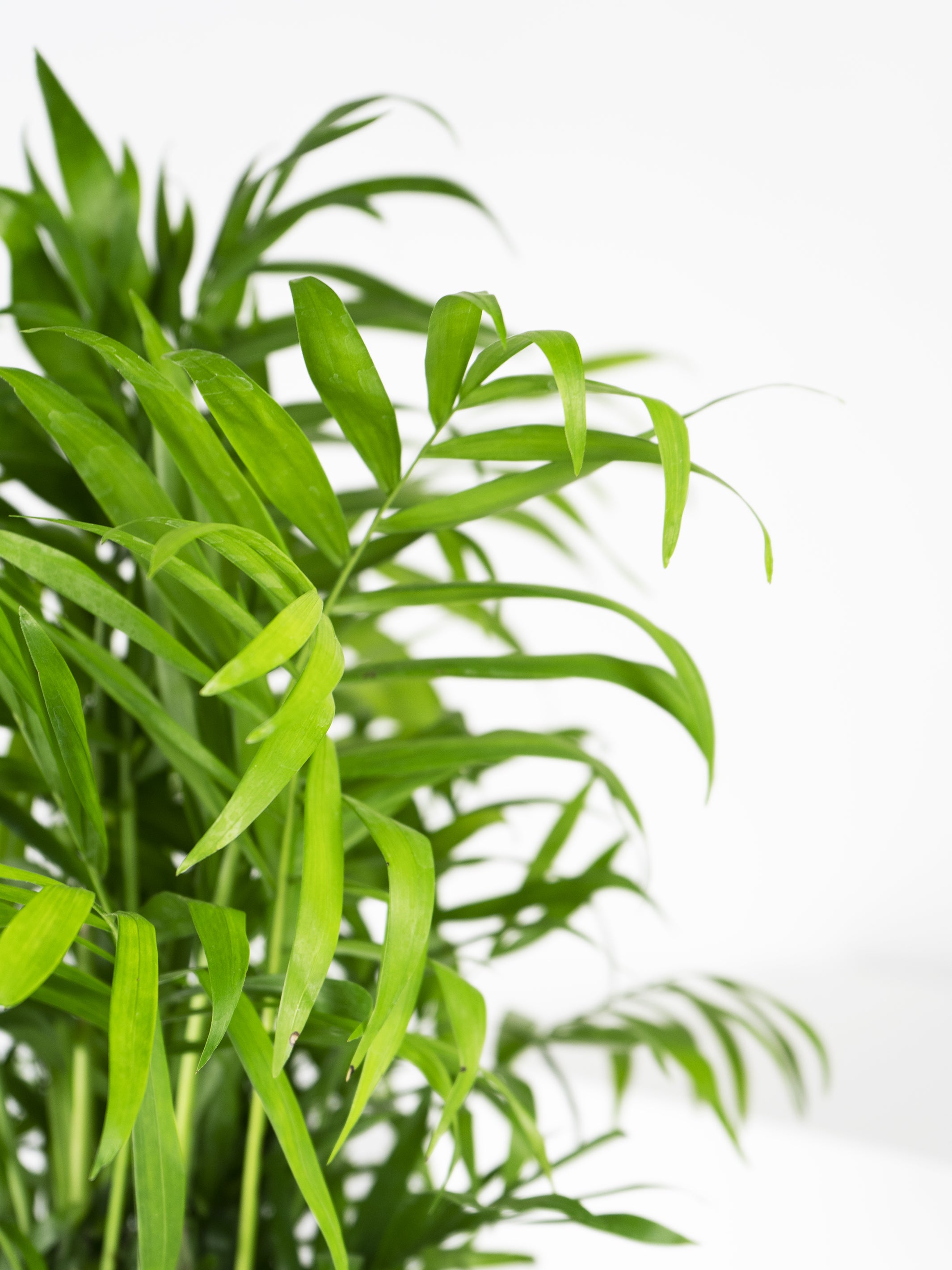 Palmera de Salón o Chamaedorea, una planta tropical con frondas elegantes, ideal para interiores.