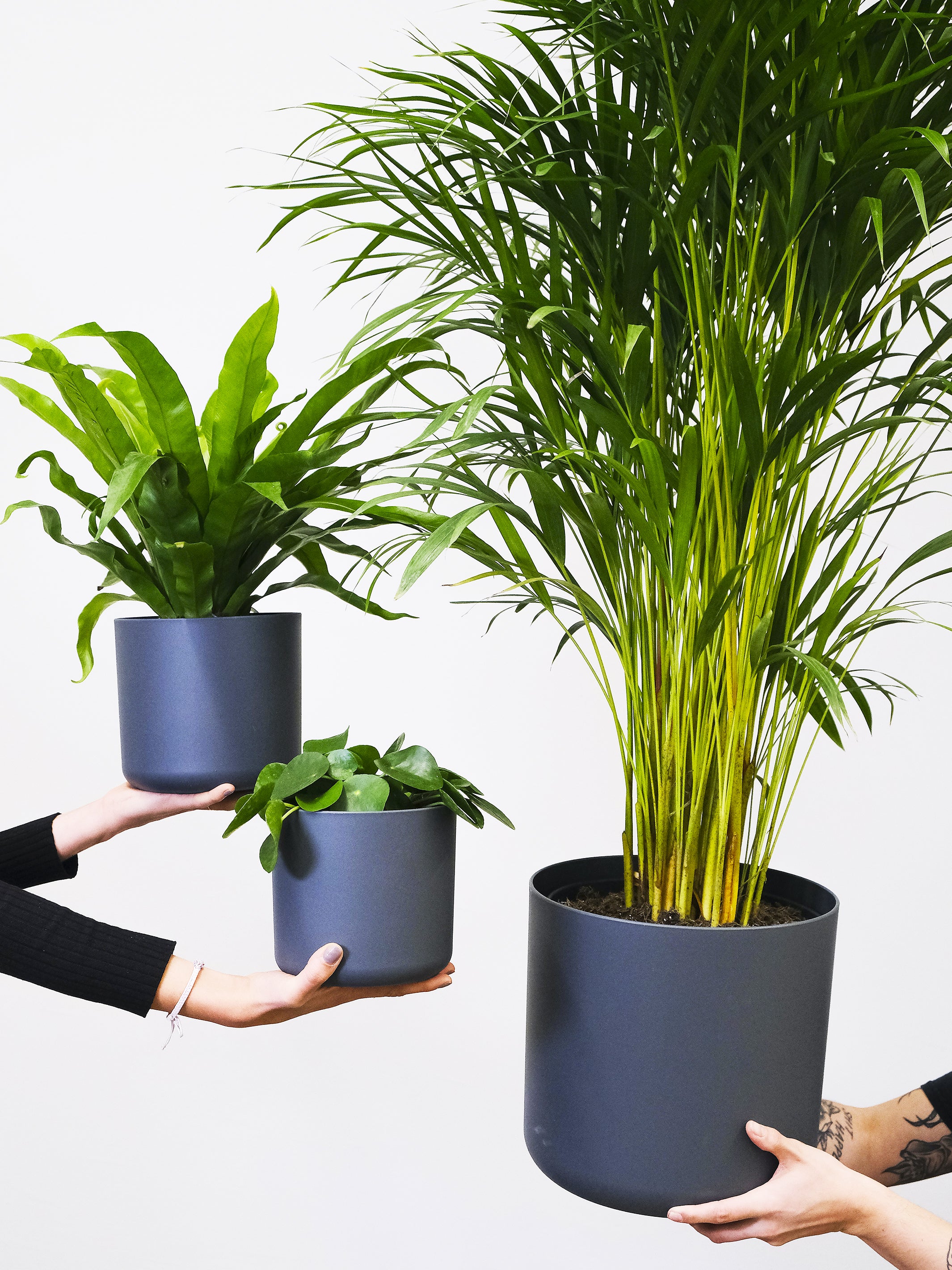 Palmera de Salón o Chamaedorea, una planta tropical con frondas elegantes, ideal para interiores.