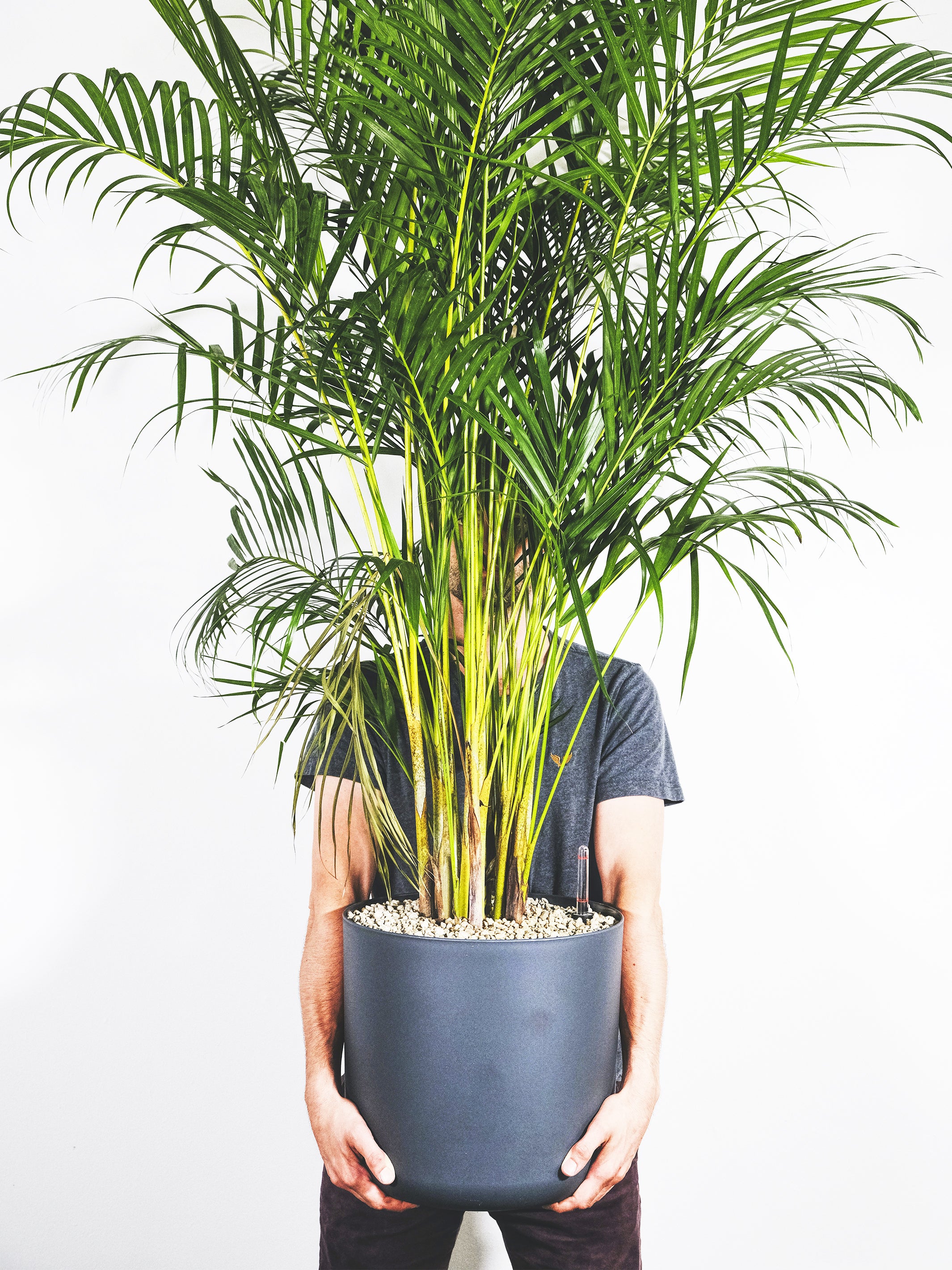 Palmera de Salón o Chamaedorea, una planta tropical con frondas elegantes, ideal para interiores.