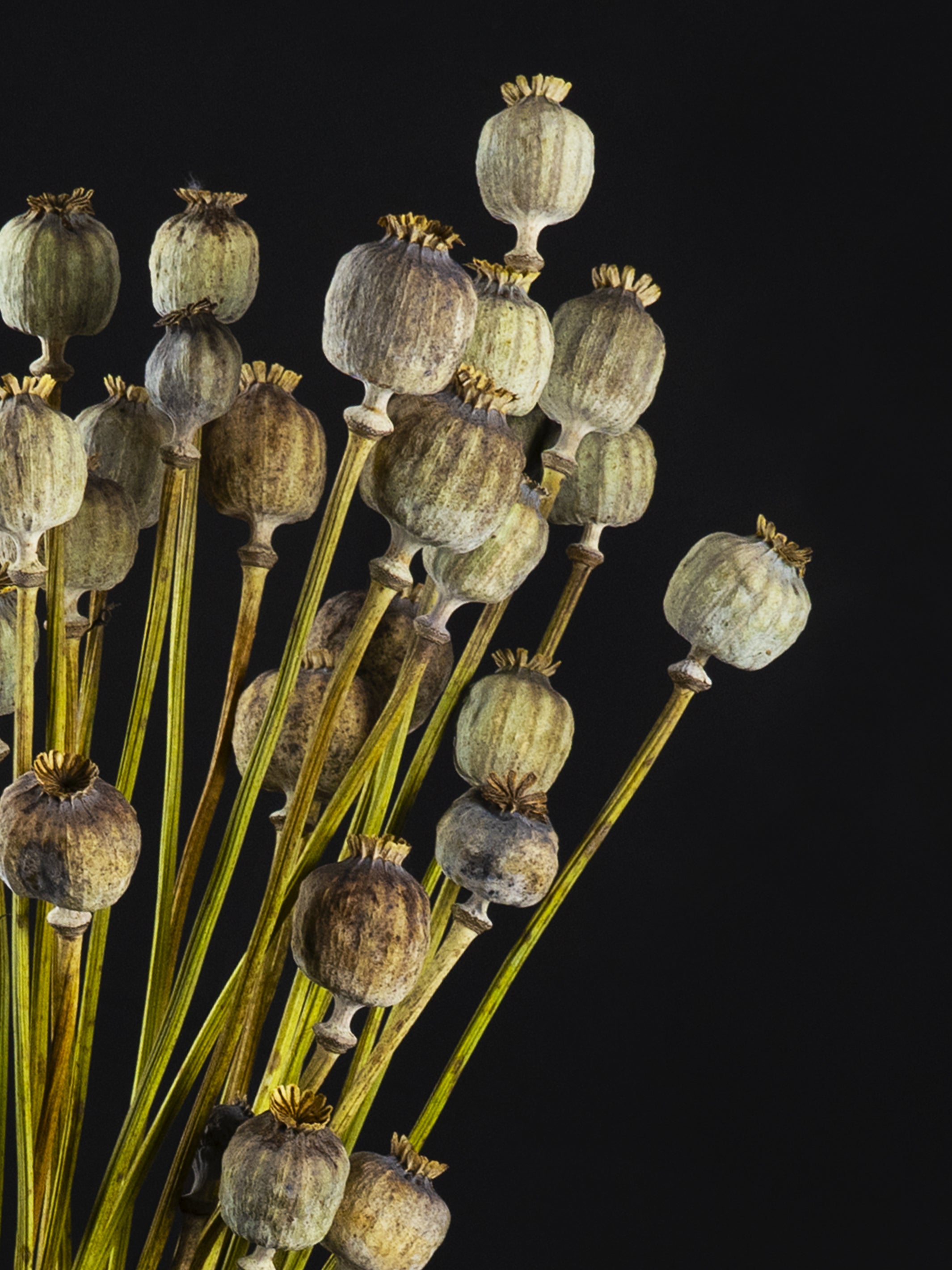 A beautiful arrangement of Papaver Seco preserved flowers showcasing their elegant and slender design.