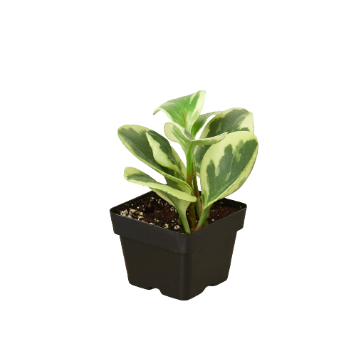 Peperomia 'Marble' plant with thick, circular leaves featuring a beautiful marbled pattern in shades of green and cream.