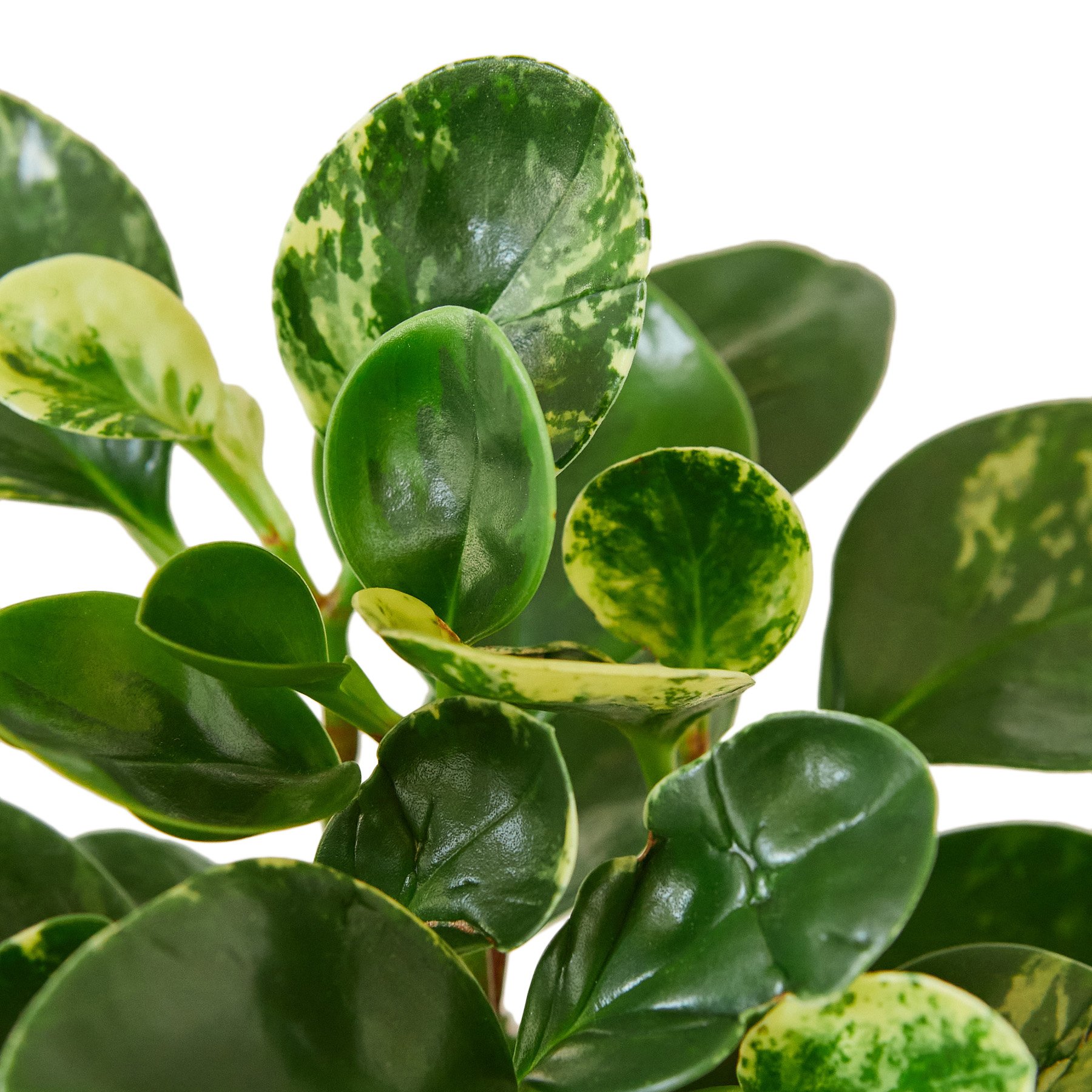 Peperomia 'Marble' plant with thick, circular leaves featuring a beautiful marbled pattern in shades of green and cream.