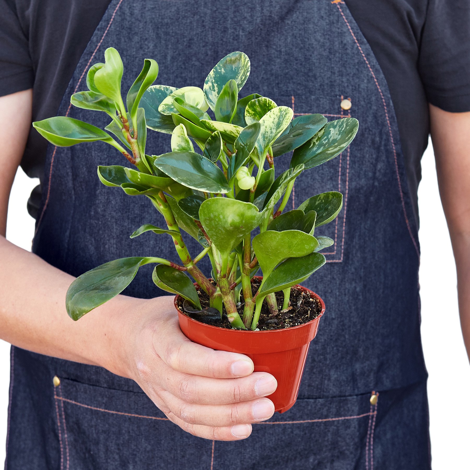 Peperomia 'Marble' plant with thick, circular leaves featuring a beautiful marbled pattern in shades of green and cream.