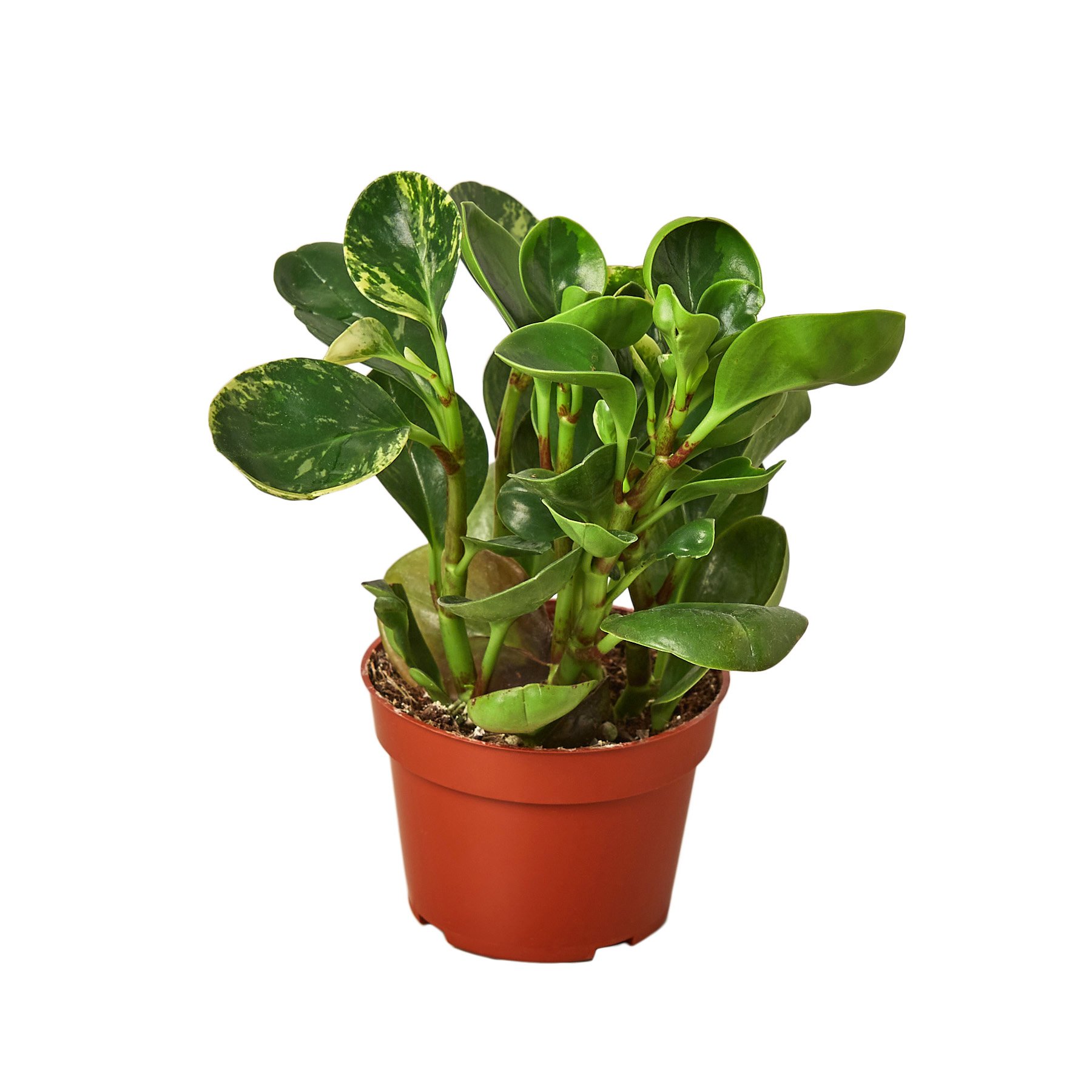 Peperomia 'Marble' plant with thick, circular leaves featuring a beautiful marbled pattern in shades of green and cream.