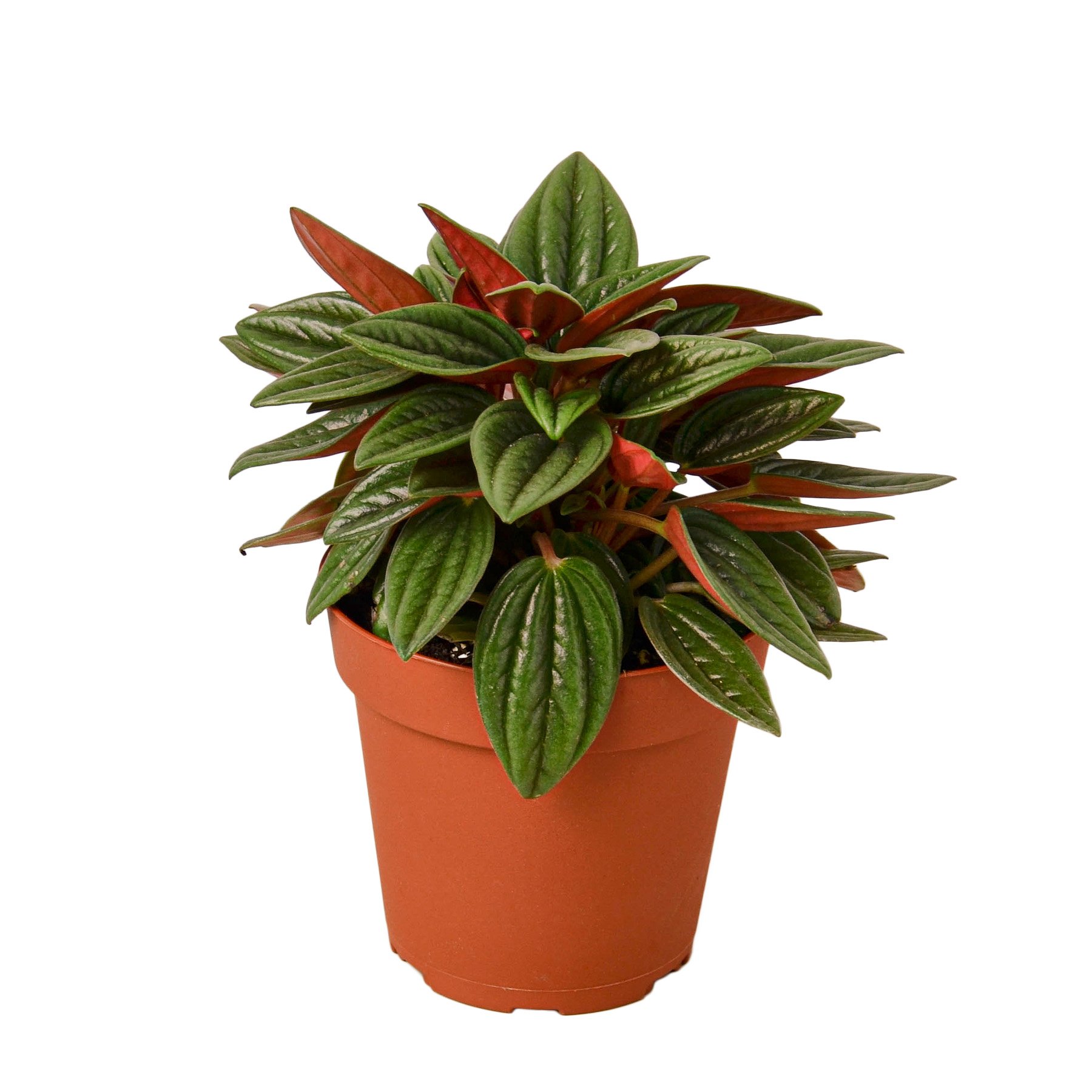 Peperomia Rosso plant showcasing glossy green leaves with striking red undersides, ideal for indoor decoration.