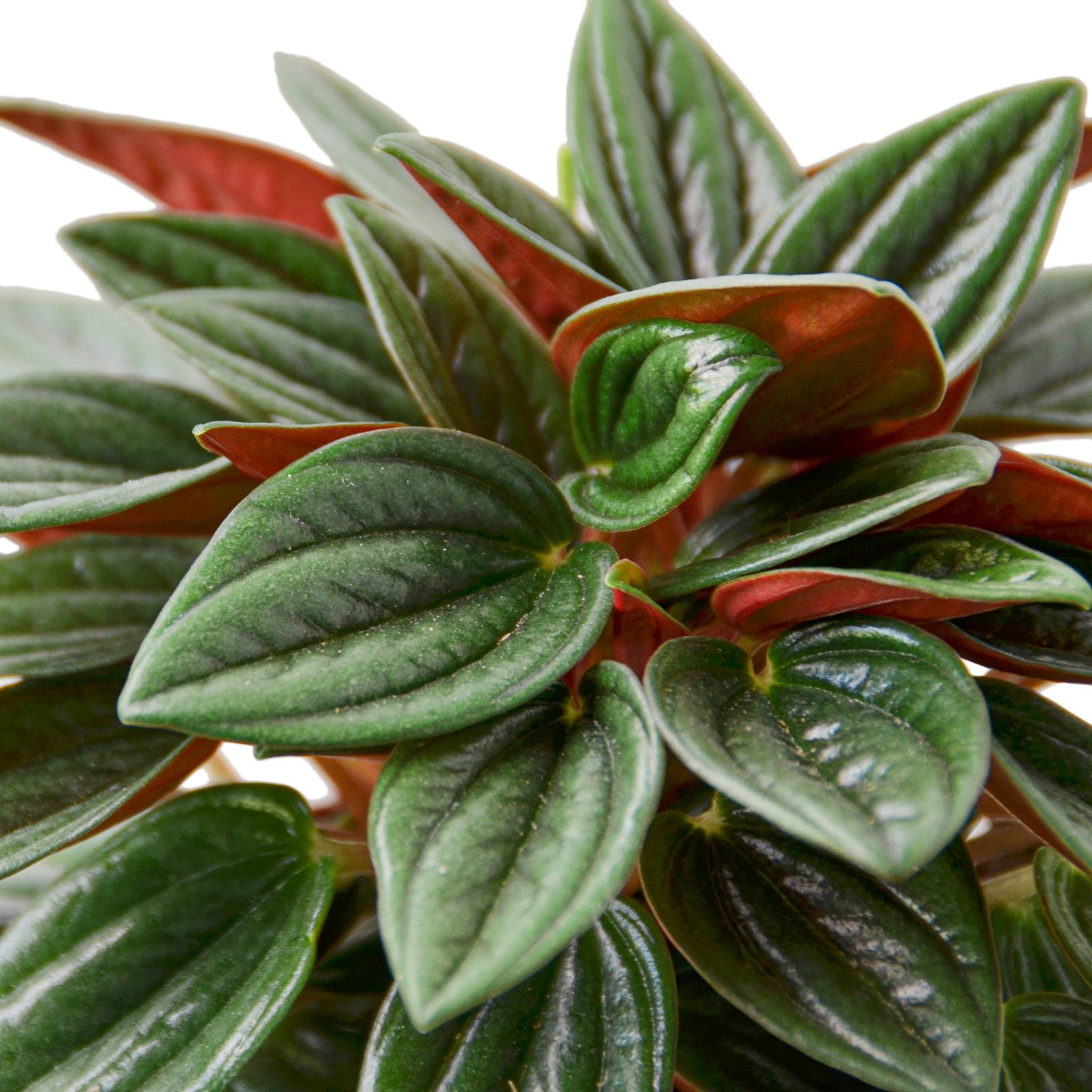 Peperomia Rosso plant showcasing glossy green leaves with striking red undersides, ideal for indoor decoration.