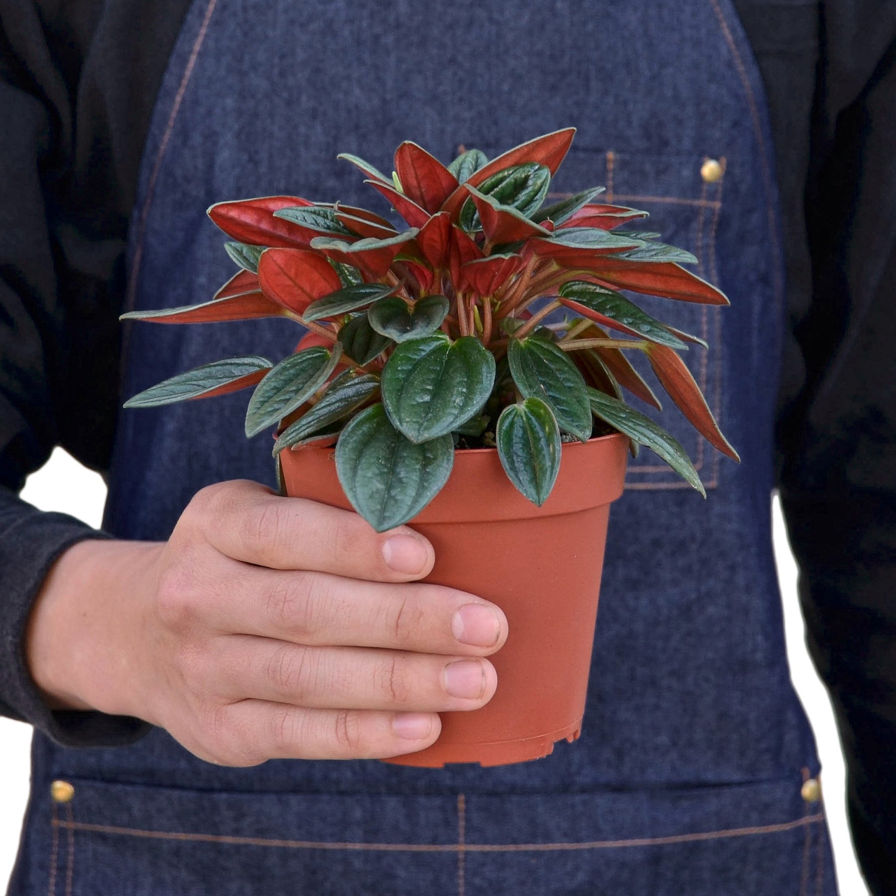 Peperomia Rosso plant showcasing glossy green leaves with striking red undersides, ideal for indoor decoration.