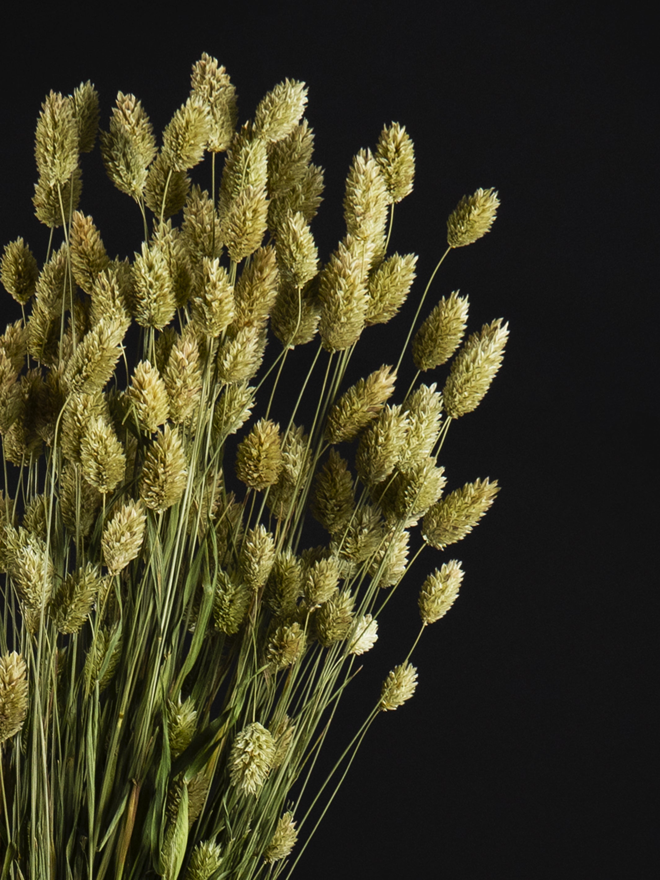 Ramo de flores liofilizadas Phalaris Seco en un elegante jarrón, mostrando su belleza natural y durabilidad.