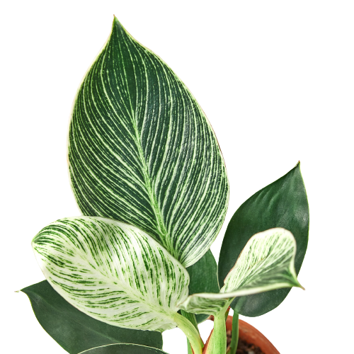 Philodendron 'Birkin' plant showcasing its unique white pinstriped leaves against a lush green background.