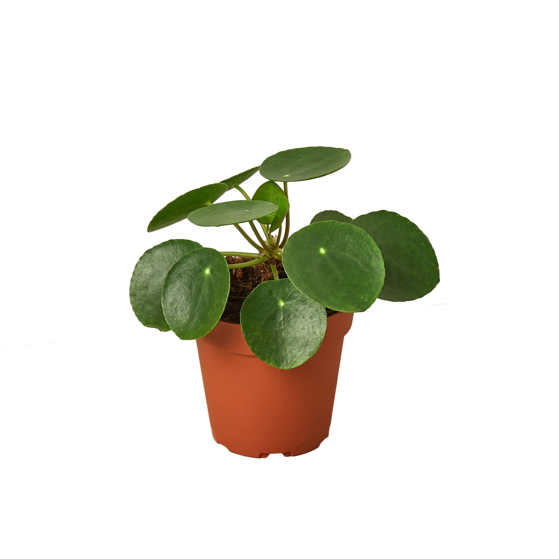 Pilea Peperomioides 'Chinese Money' plant with round, lily pad-like leaves on slender stems, showcasing its unique beauty.