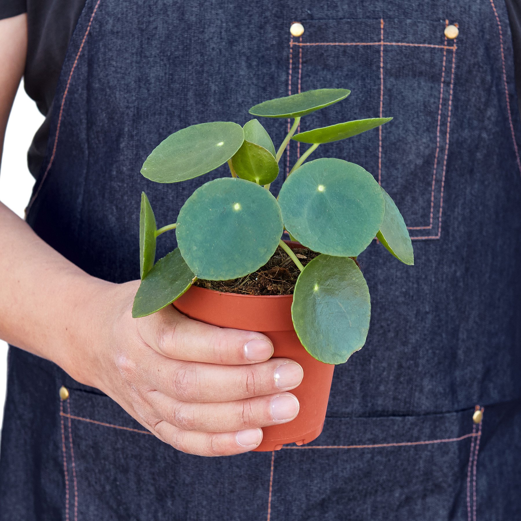 Pilea Peperomioides 'Chinese Money' plant with round, lily pad-like leaves on slender stems, showcasing its unique beauty.