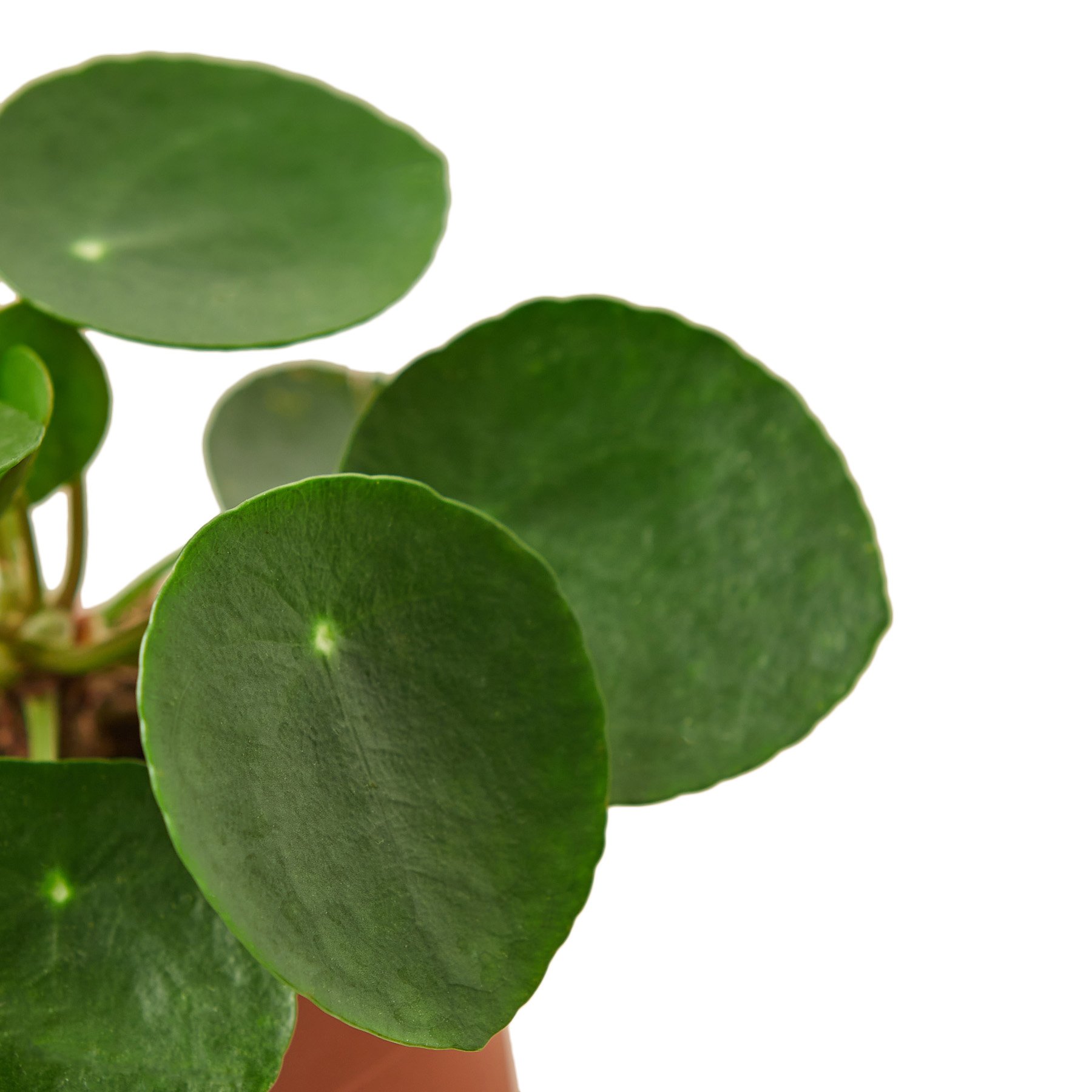 Pilea Peperomioides 'Chinese Money' plant with round, lily pad-like leaves on slender stems, showcasing its unique beauty.