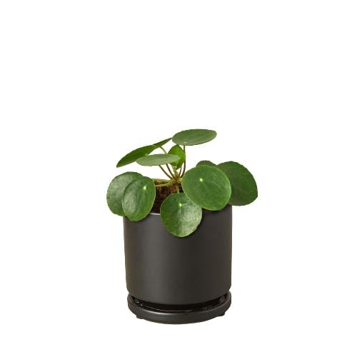 Pilea Peperomioides 'Chinese Money' plant with round, lily pad-like leaves on slender stems, showcasing its unique beauty.