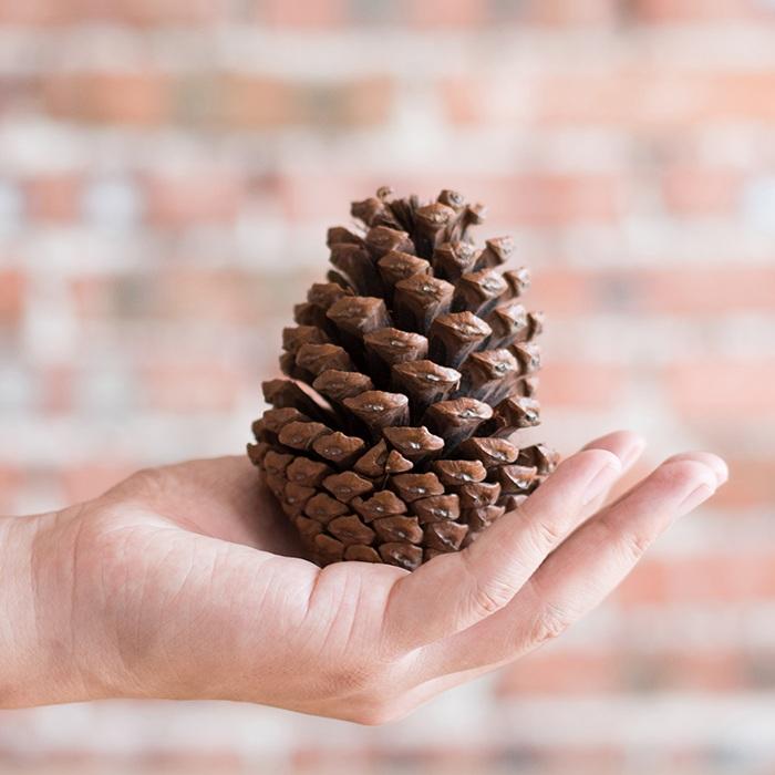 A collection of natural pine cones and wood pieces in various shapes and sizes, perfect for holiday decoration.