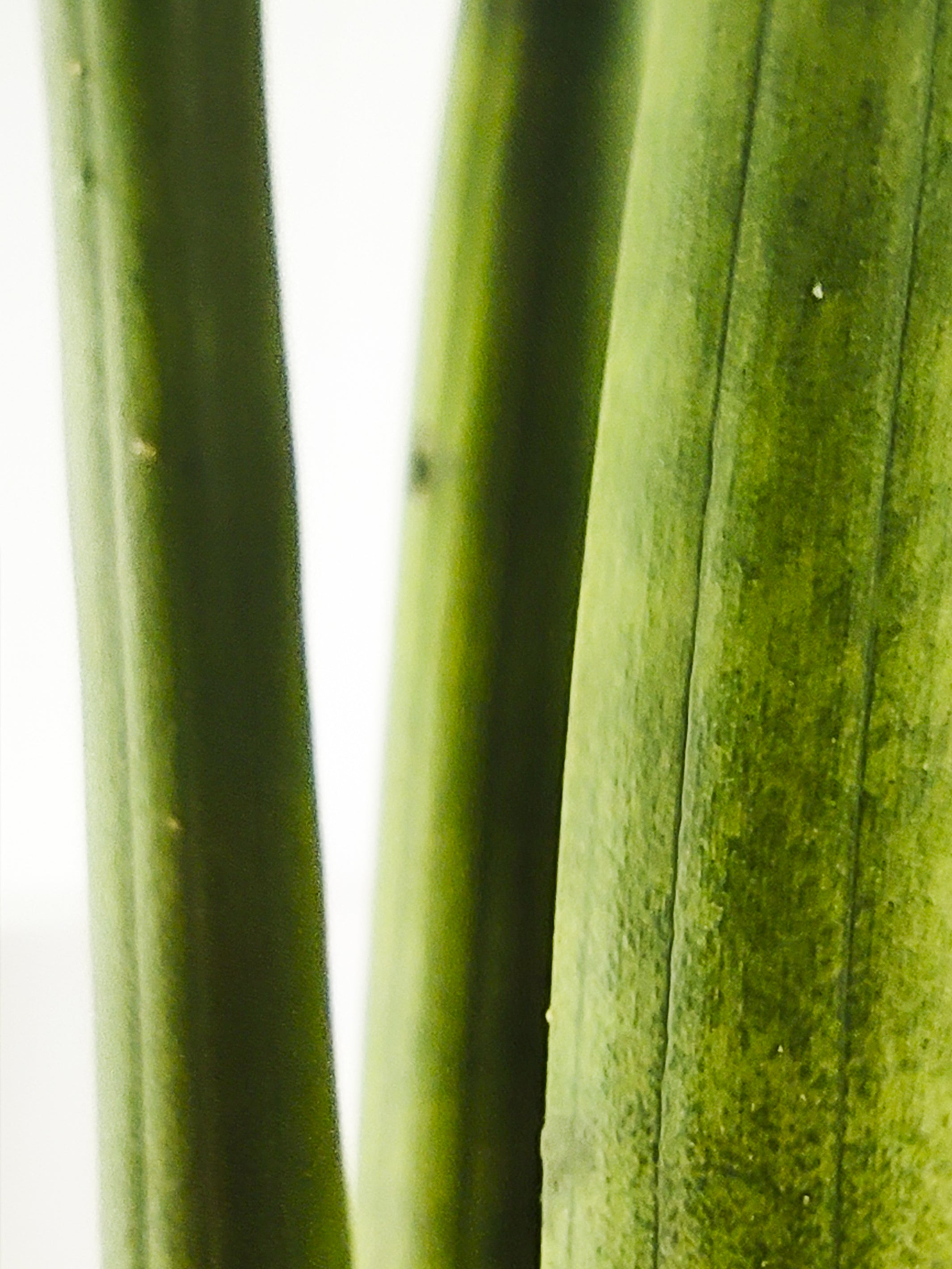 Close-up of green plant stems.