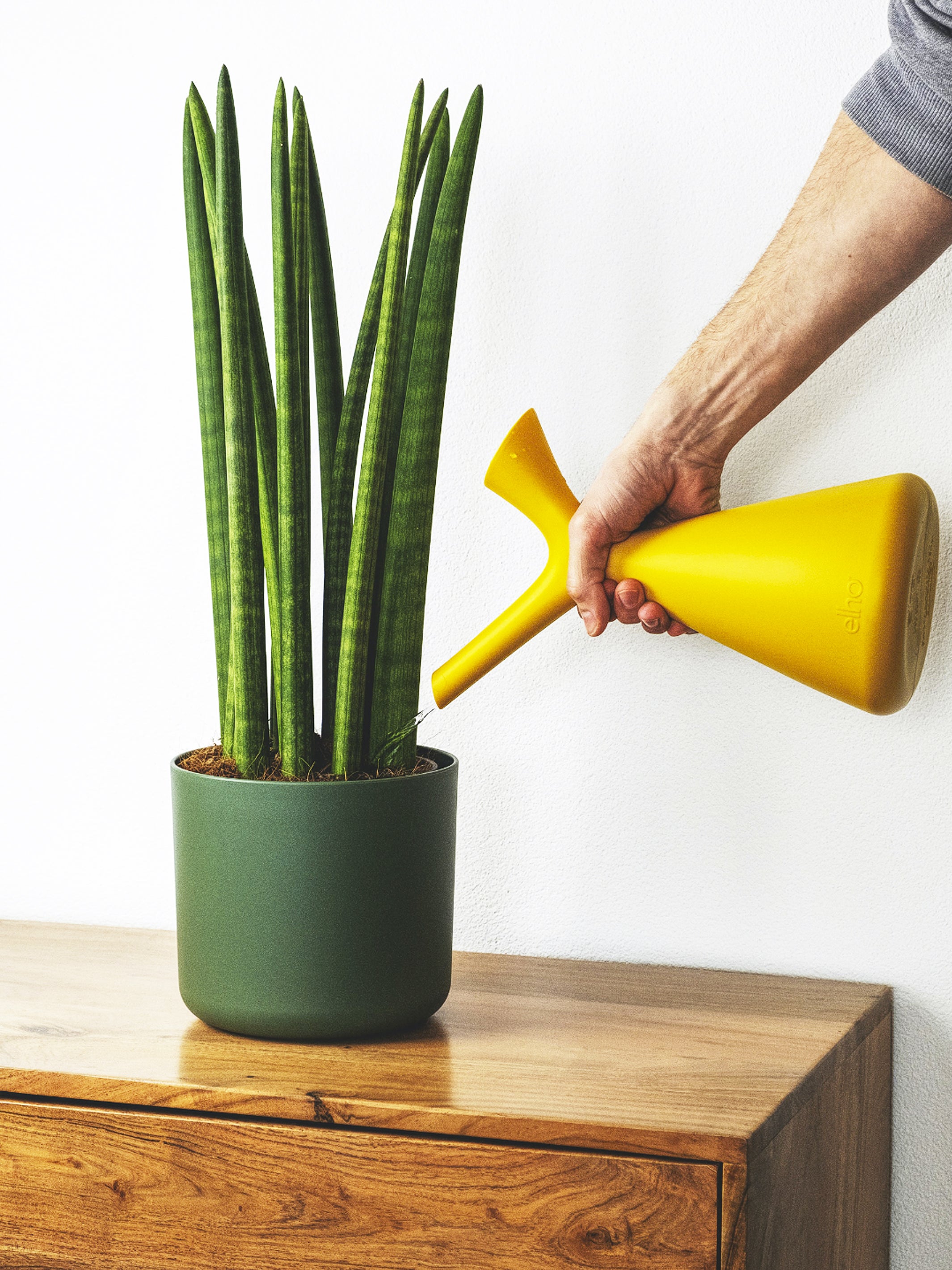 Watering a snake plant indoors.