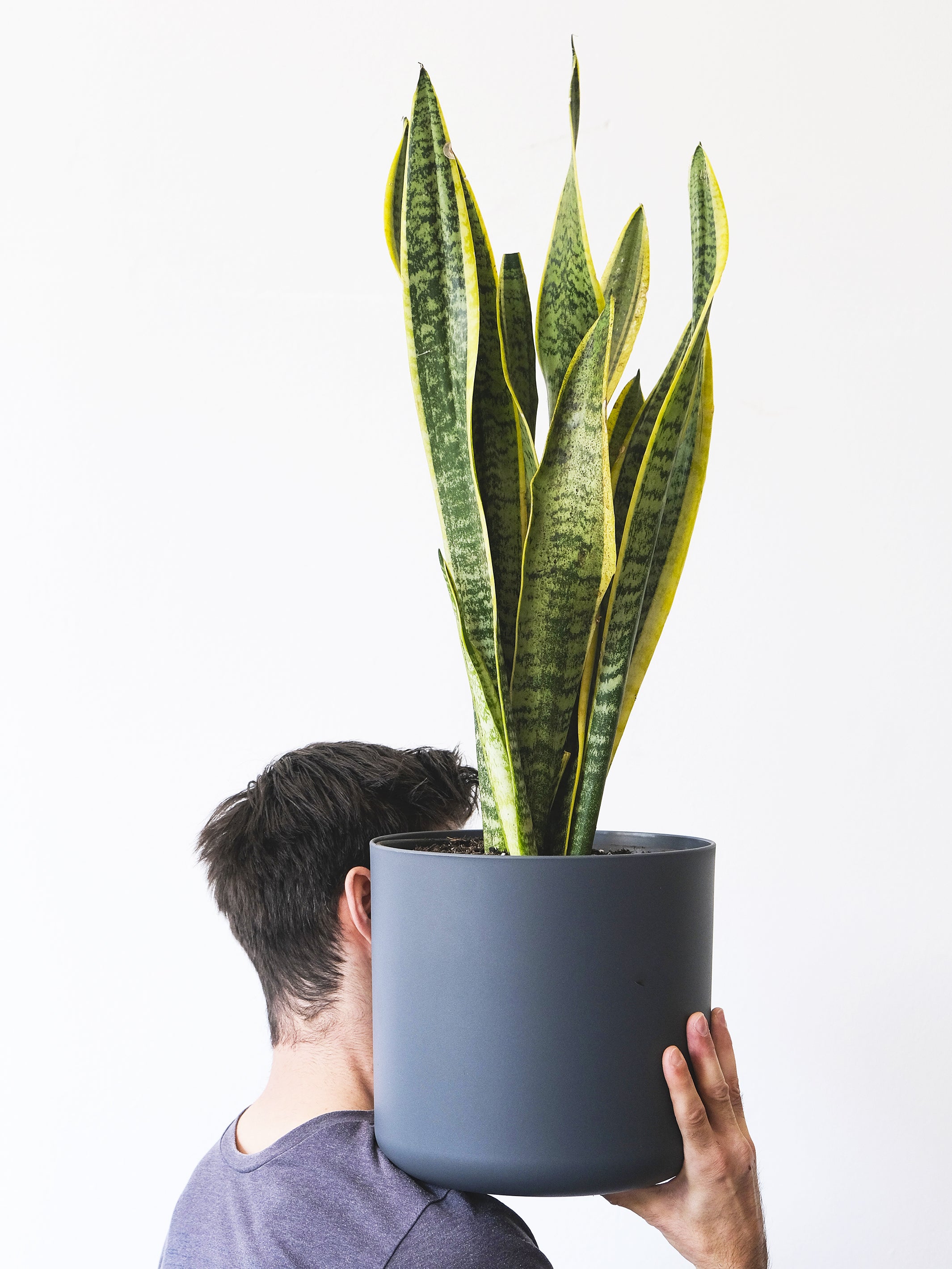 Sansevieria Laurentii, planta de hojas largas y puntiagudas en maceta decorativa, ideal para interiores.