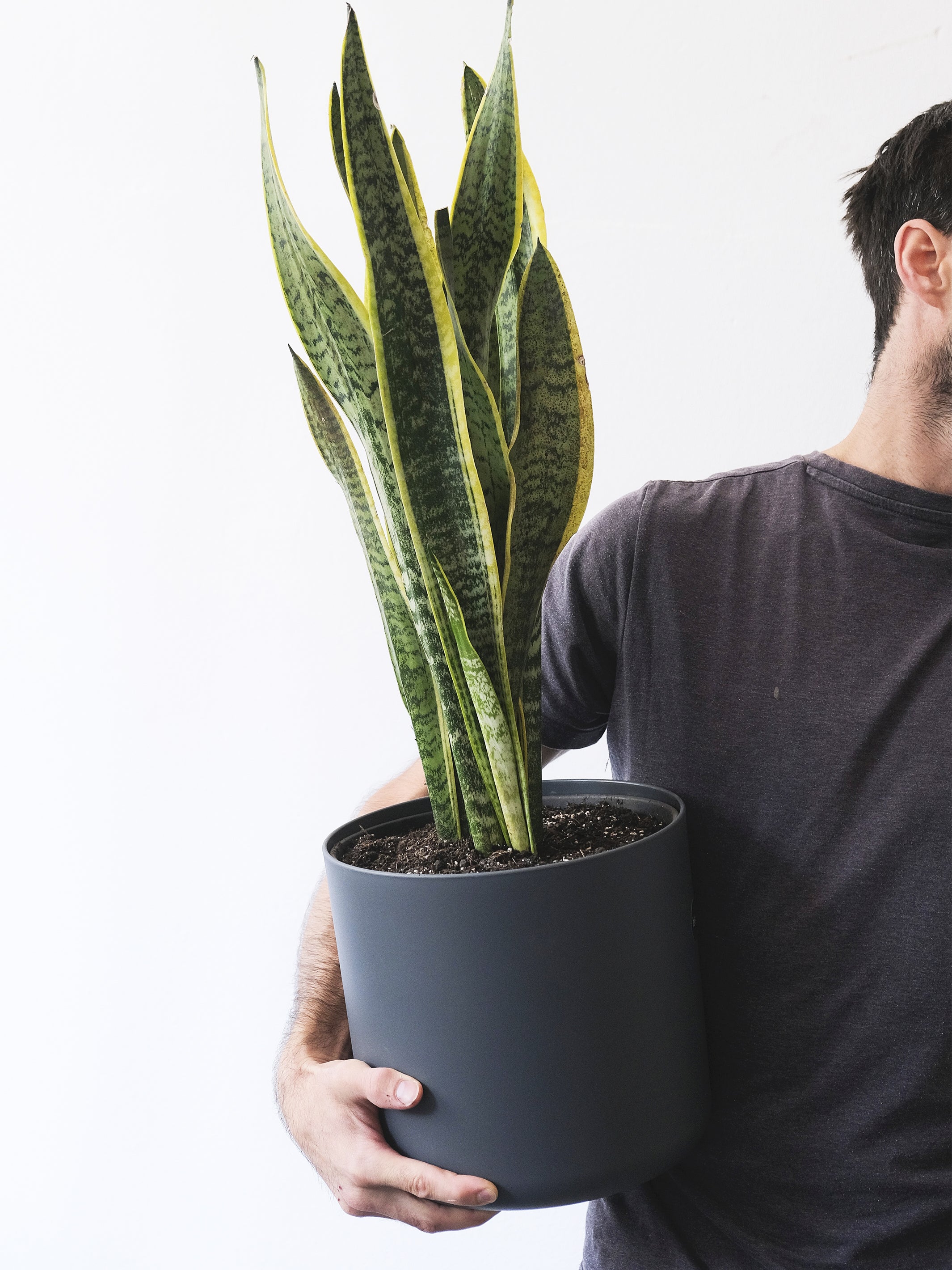 Sansevieria Laurentii, planta de hojas largas y puntiagudas en maceta decorativa, ideal para interiores.