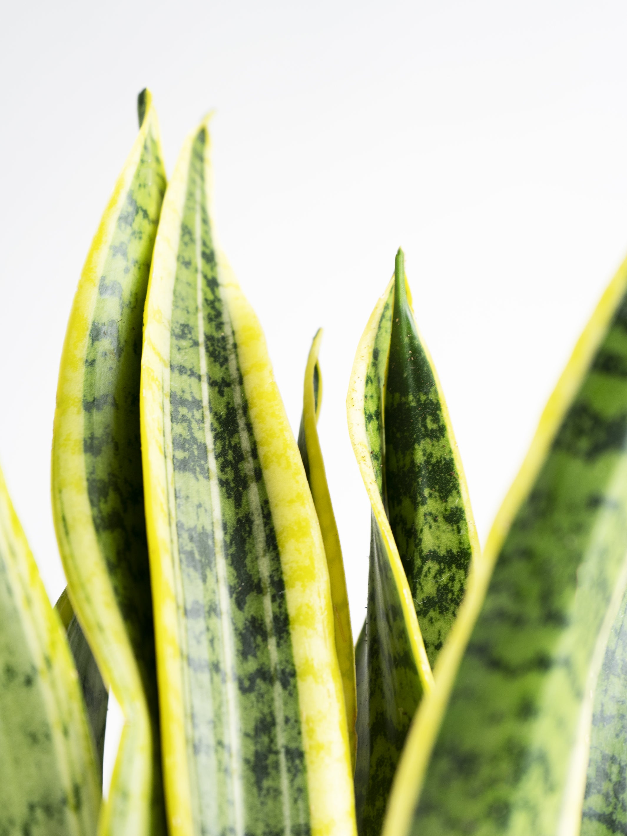 Sansevieria Laurentii, planta de hojas largas y puntiagudas en maceta decorativa, ideal para interiores.