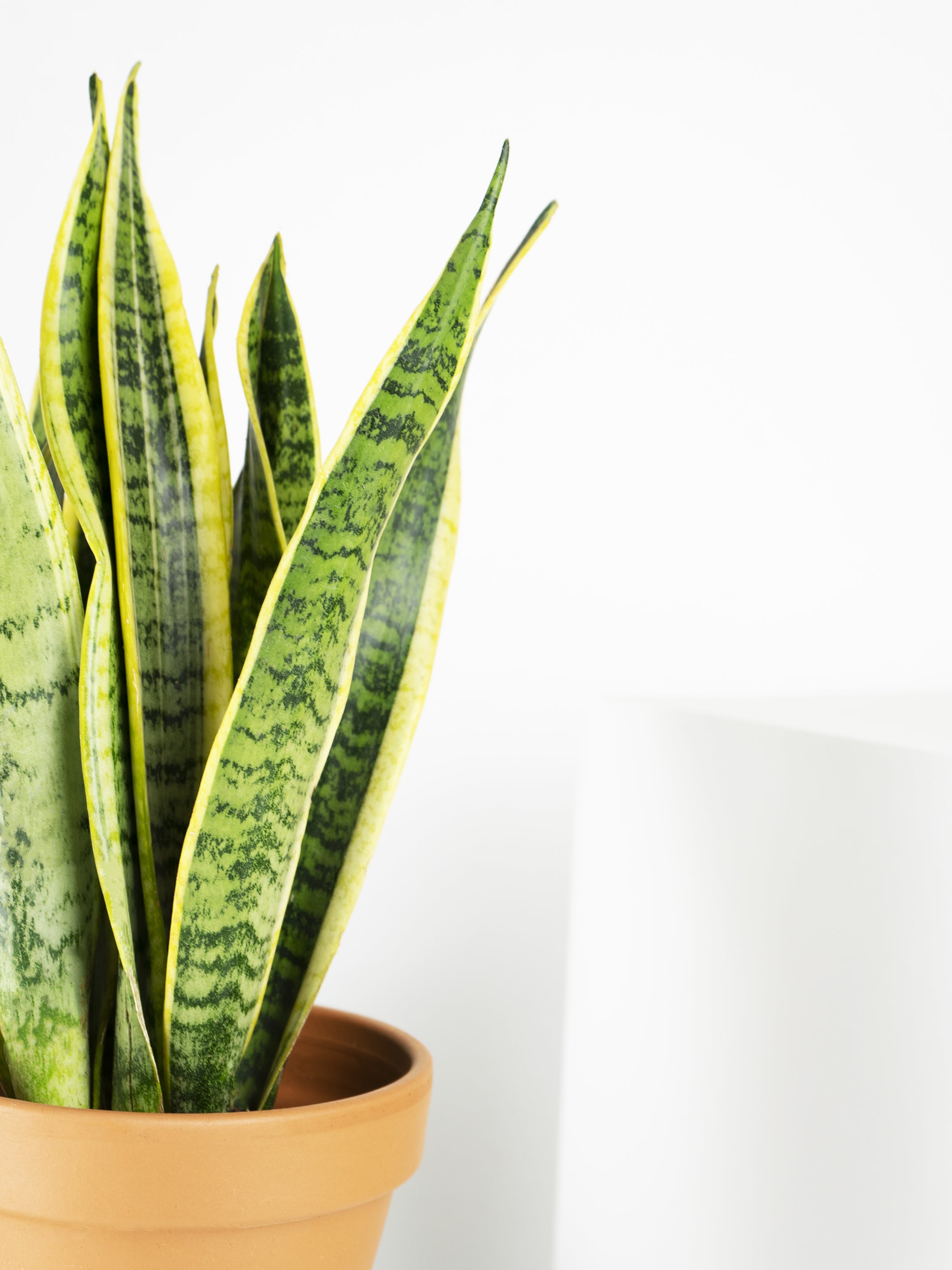 Sansevieria Laurentii, planta de hojas largas y puntiagudas en maceta decorativa, ideal para interiores.