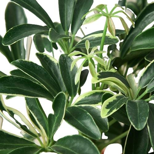 Schefflera Moonlight Umbrella Plant with variegated yellow leaves and slender stalks, showcasing its unique tropical appearance.