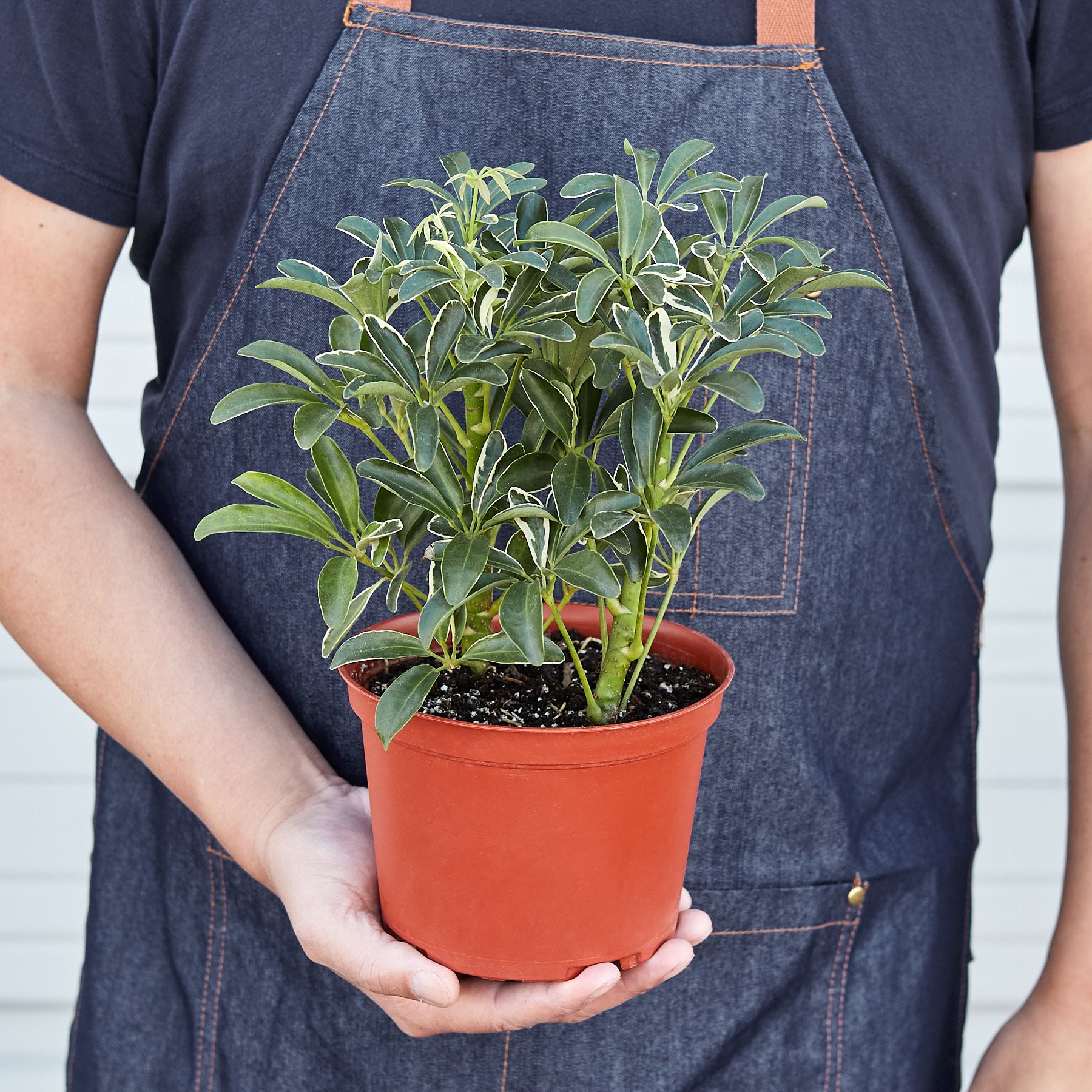 Schefflera Moonlight Umbrella Plant with variegated yellow leaves and slender stalks, showcasing its unique tropical appearance.