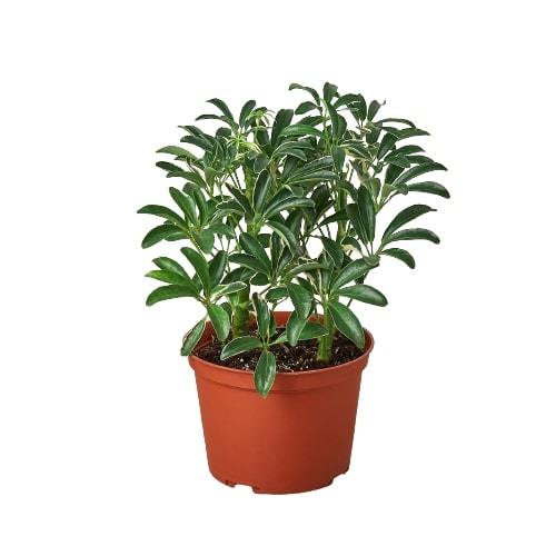 Schefflera Moonlight Umbrella Plant with variegated yellow leaves and slender stalks, showcasing its unique tropical appearance.