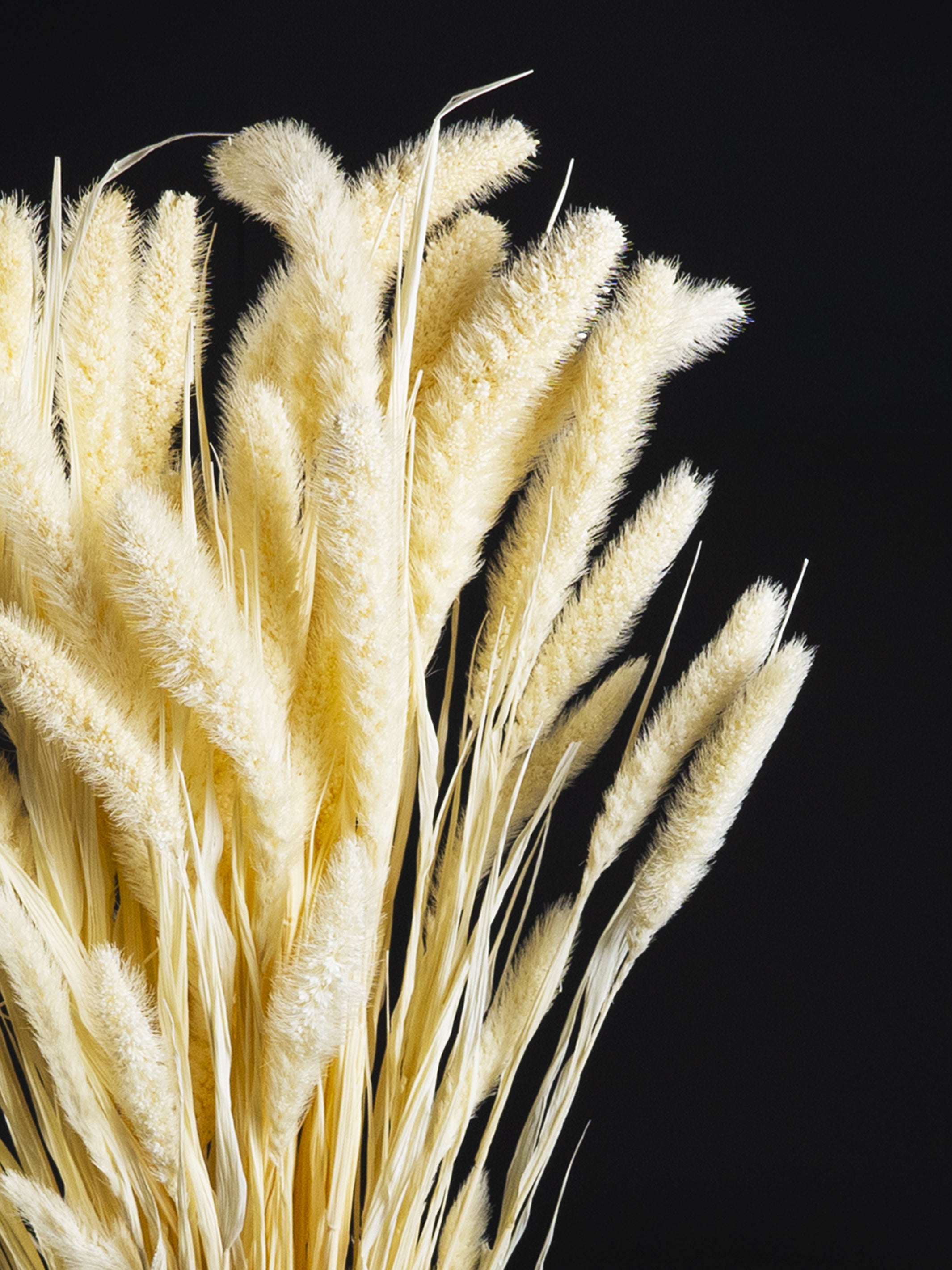 Setaria Seca preserved flower in an elegant vertical arrangement, showcasing its unique texture and color.